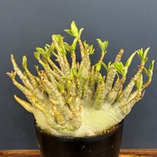 【特選品】アデニウム アラビカム(アラビクム)コンパクトグリーン【818】