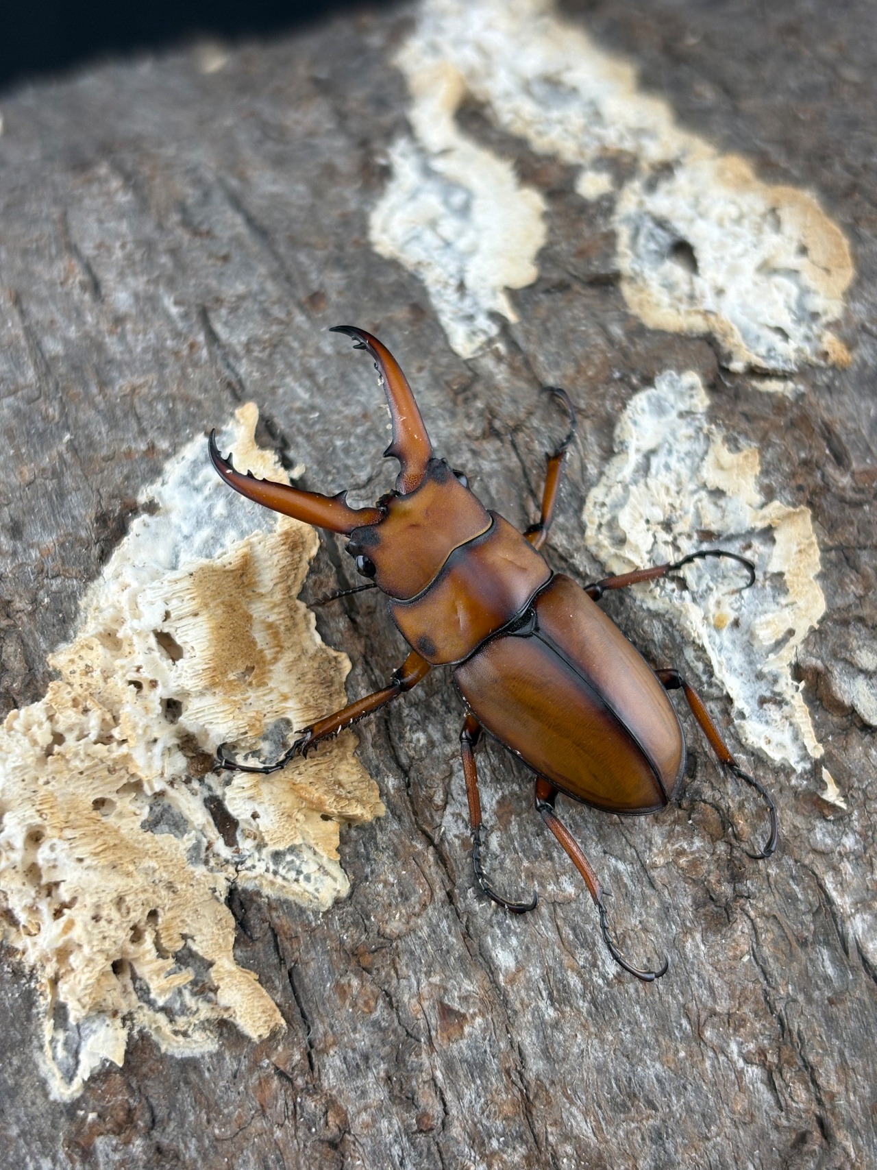 【WF1】《アスタコイデスノコギリ ssp. 貴州省産　Freeペア》おい上田氏委託個体