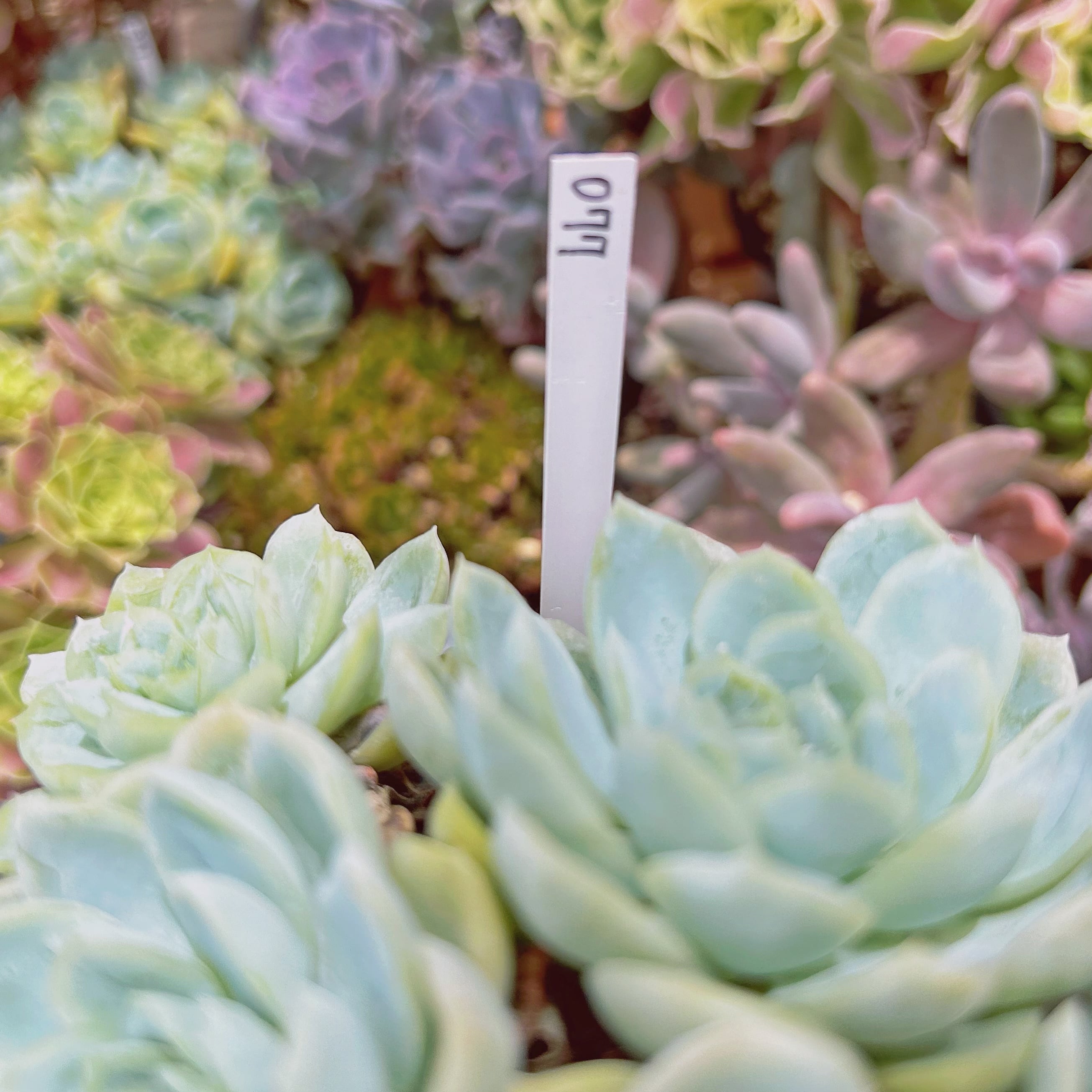 077現物 多肉植物 メキシコスノーボール 特大 抜き苗 | るる農園~多肉