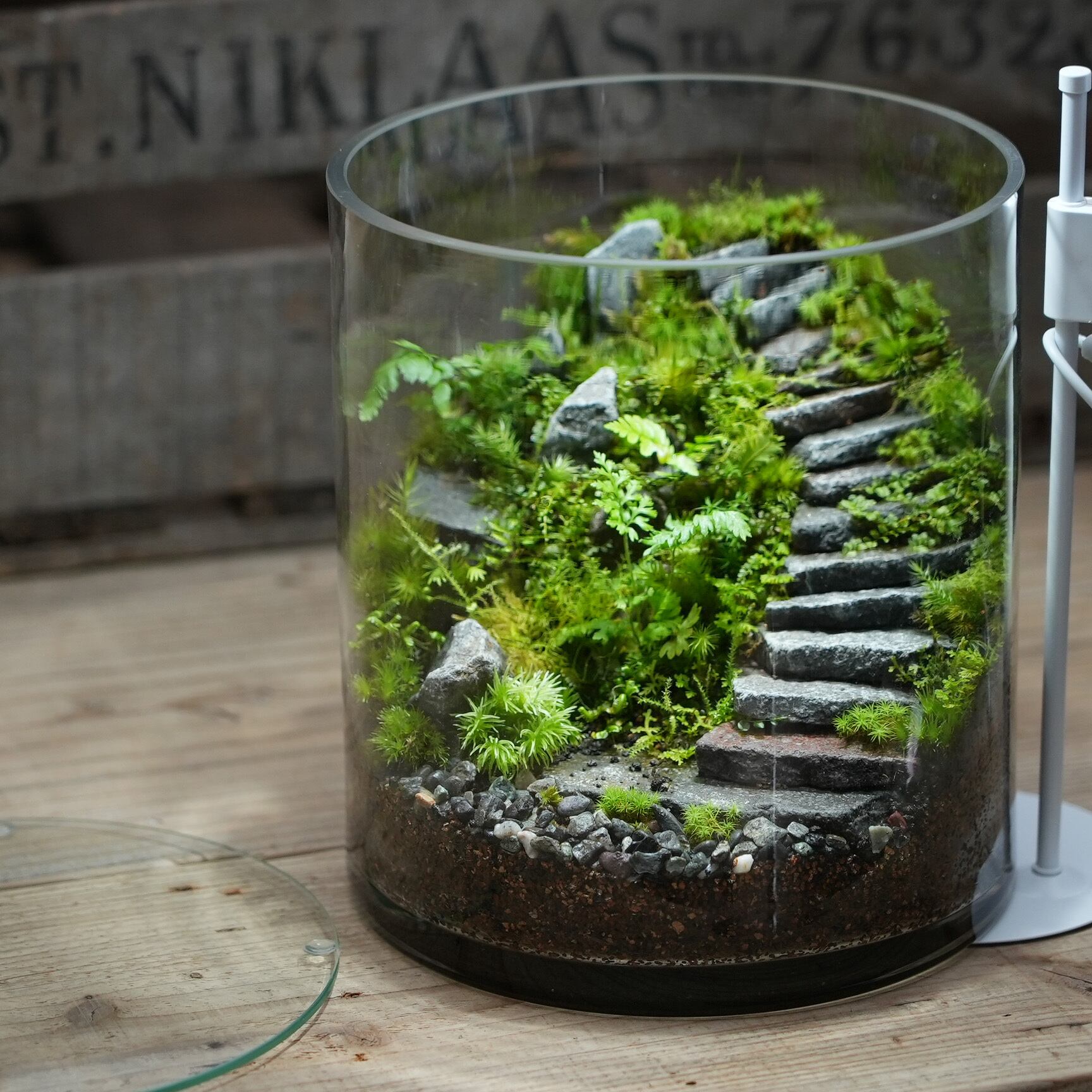 苔テラリウム(直径30cmプラボウル)