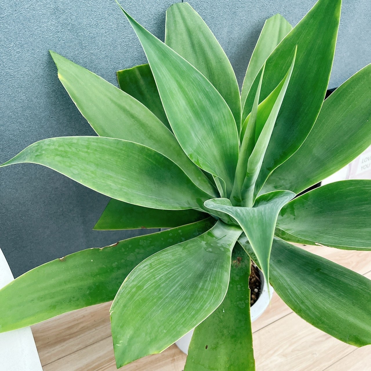 ［現品］9番　アガベ　アテナータ　8号　観葉植物　大型　綺麗　屋外　多肉植物 現品］9番 アガベ アテナータ 8号 観葉植物 大型 綺麗 屋外 多肉植物