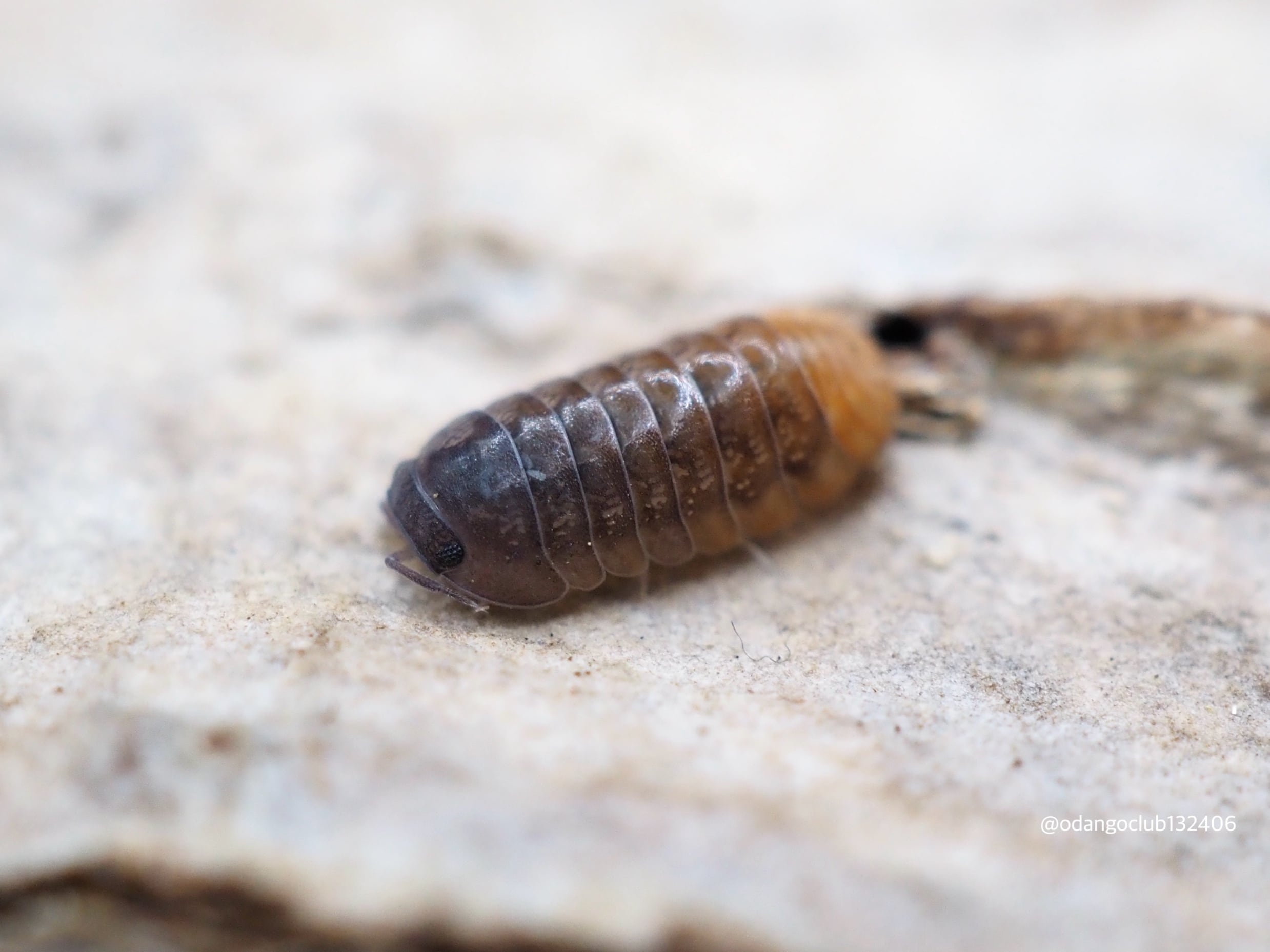 おだんごくらぶ