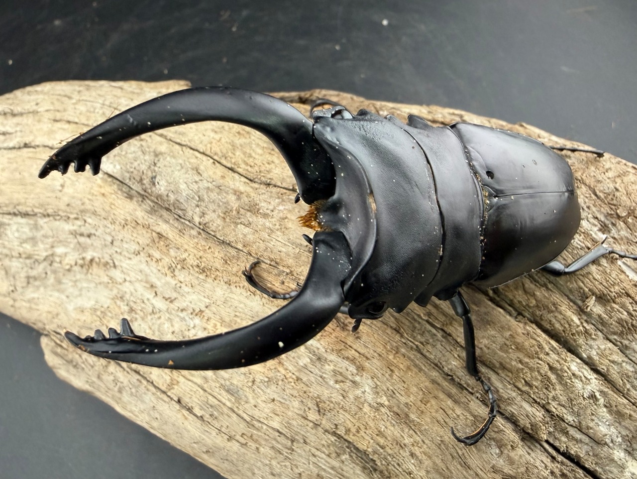 【WD】大型《アルケスツヤクワガタ 91.5mm ペア》