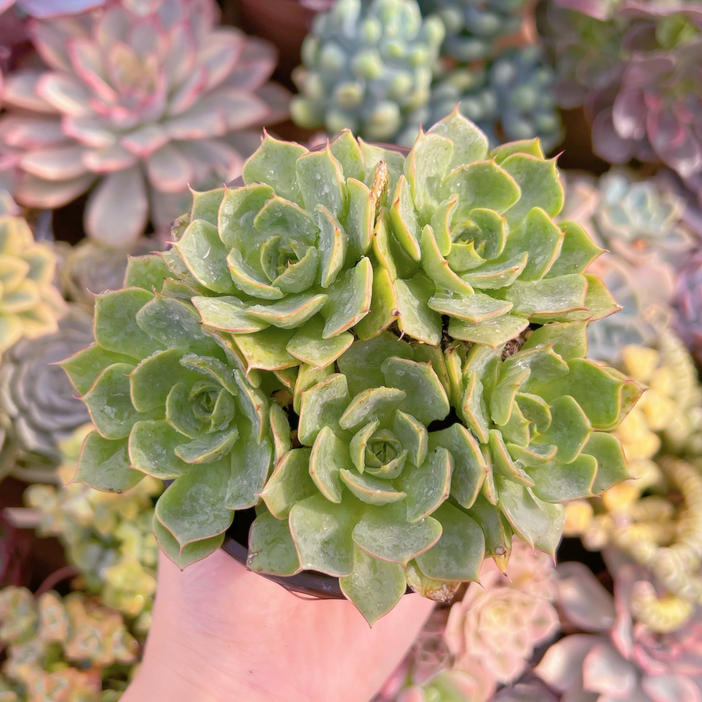 現品　ラブファイヤ#A83　群生　るる農園