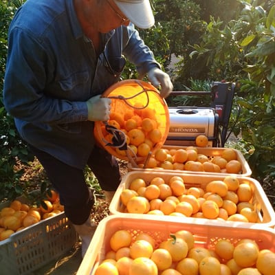 温州みかん 1.8kg ＆ 桜はちみつ 160g | 曽根花卉 SONEKAKI