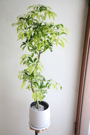【L】シェフレラ  アッシュフォリア/ Schefflera　※陶器鉢付き