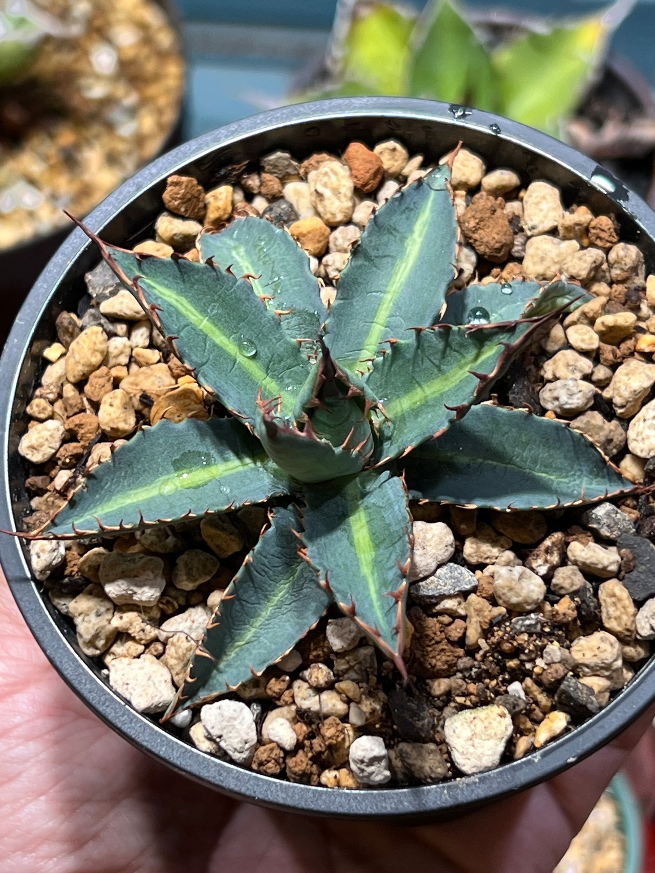 【 五色萬代 × 妖炎】 ④