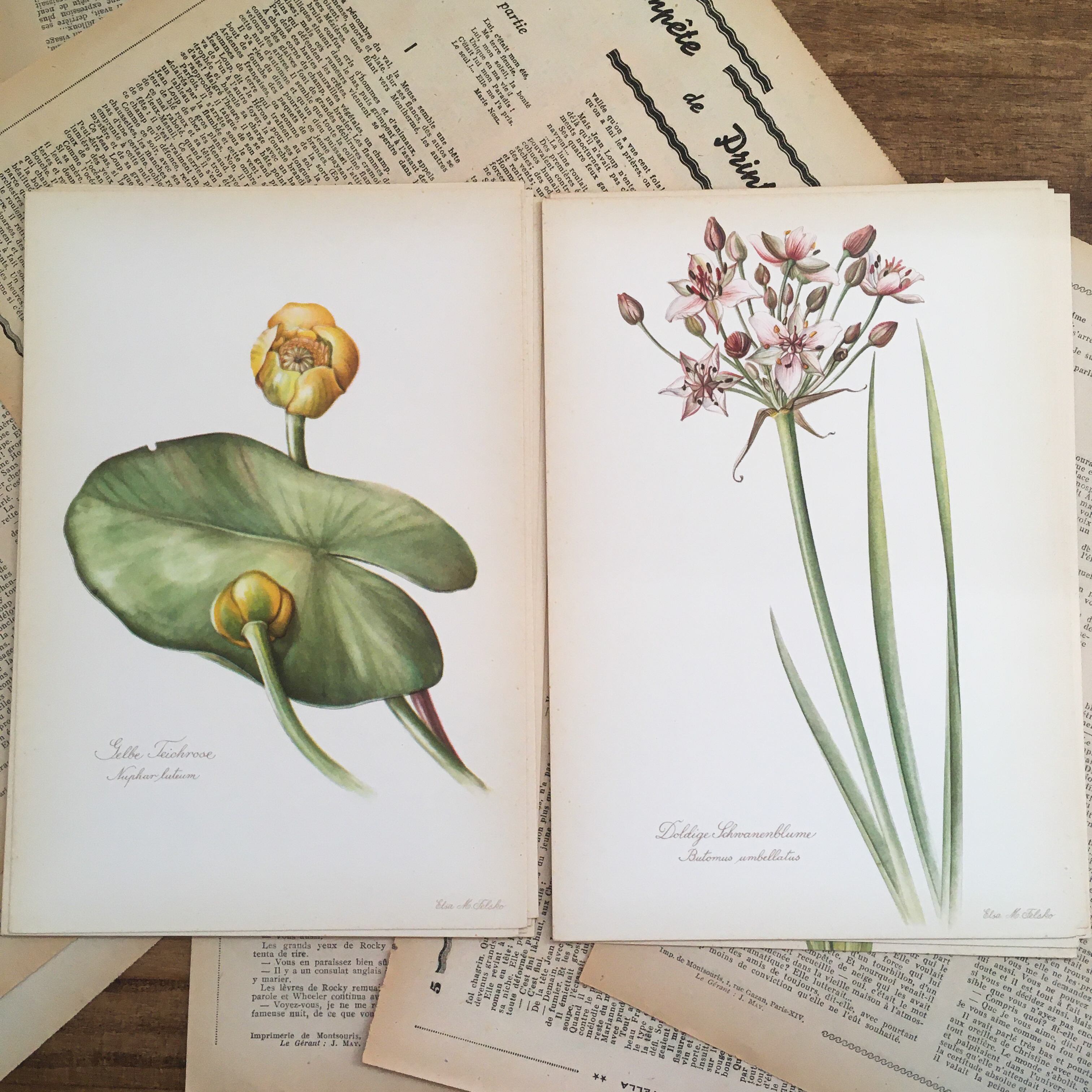 Nordens Flora 植物図鑑 第2巻 スウェーデン ボタニカル