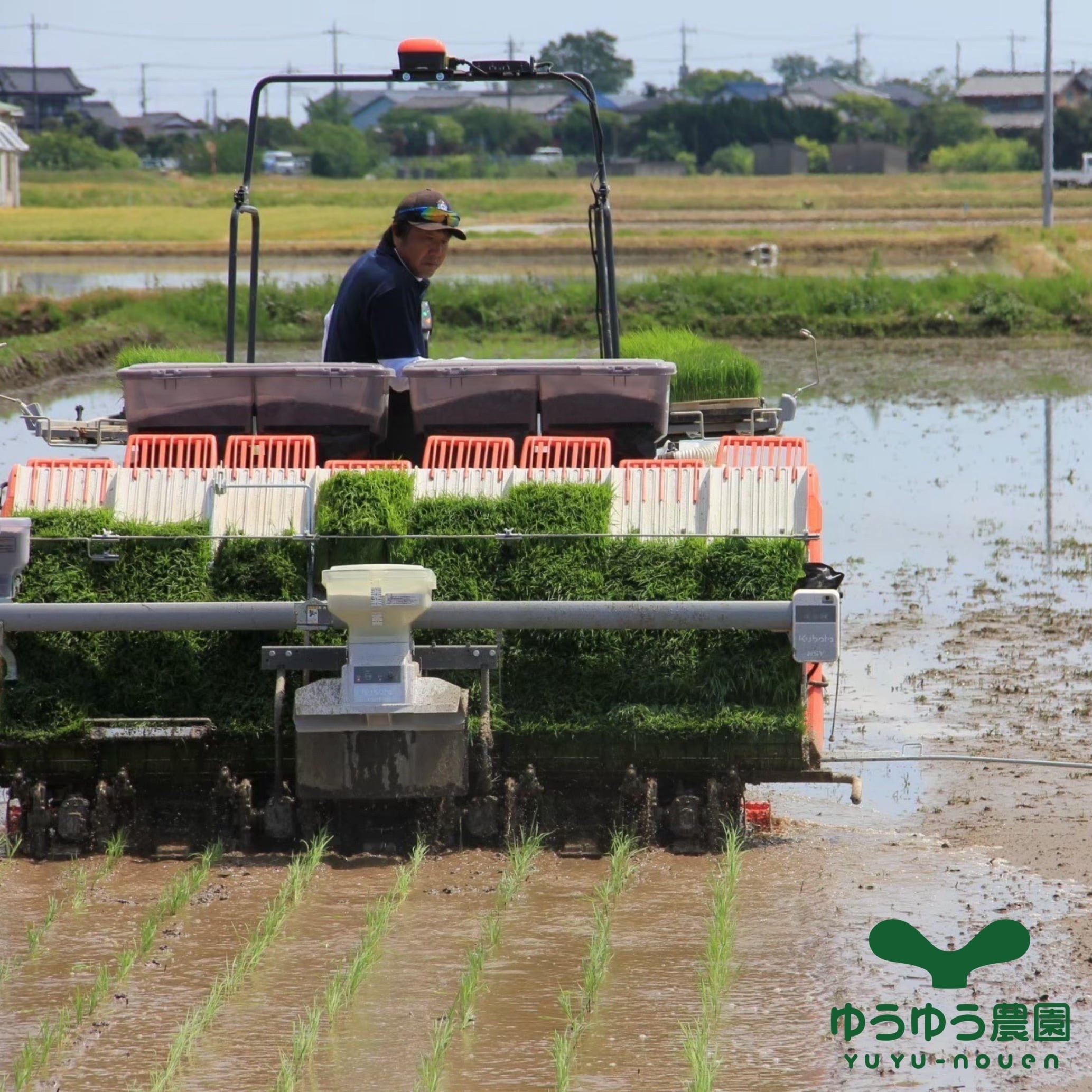 新米 山田のややこセット【10kg@5kg×2】特別栽培米 | ゆうゆう農園