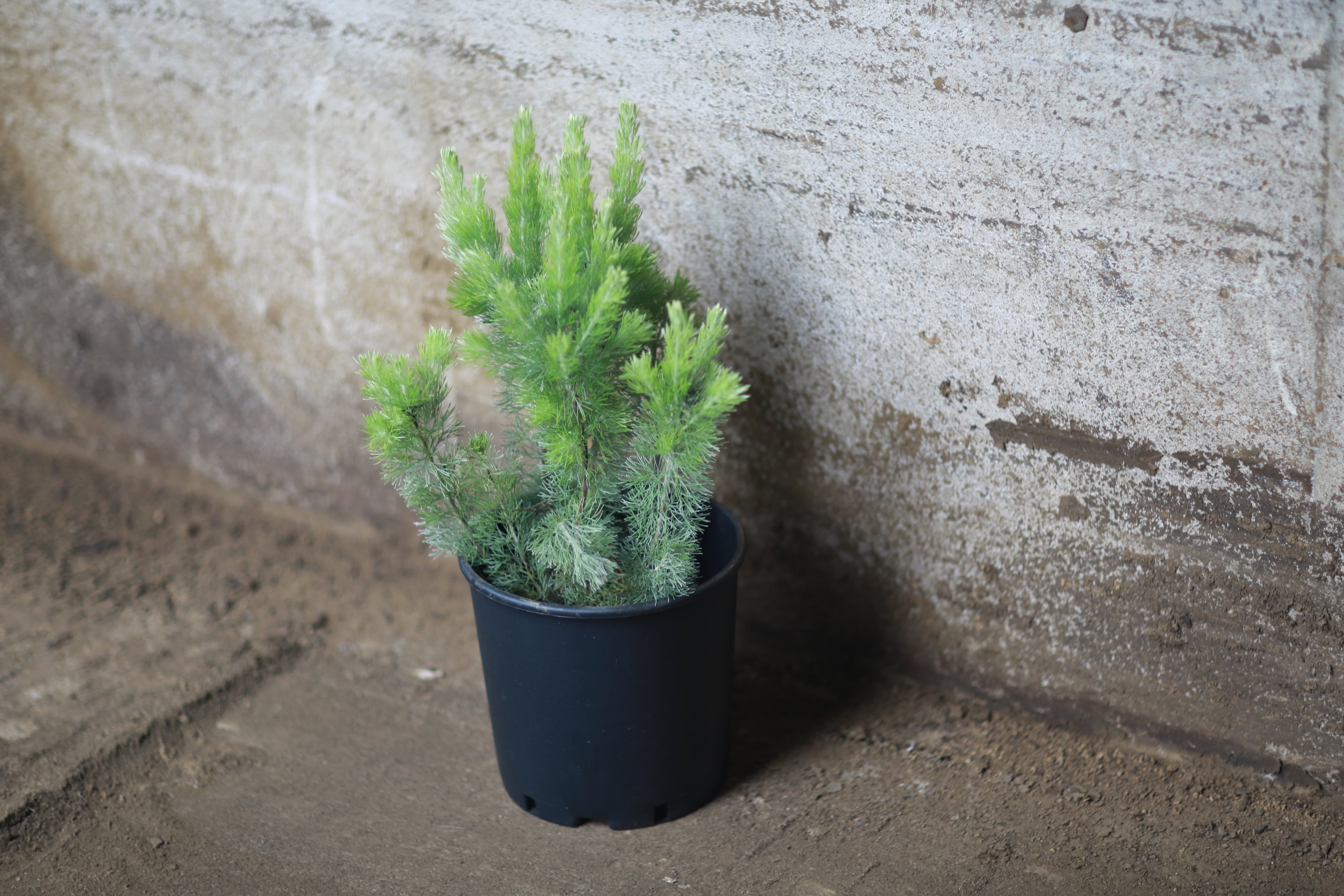 アデナンサス ウーリーブッシュ | PLANTS SHOP SOUTHRAIN