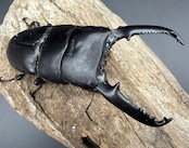 【WD】《パラワンオオヒラタ マンタリンガハン産 97mm ペア》