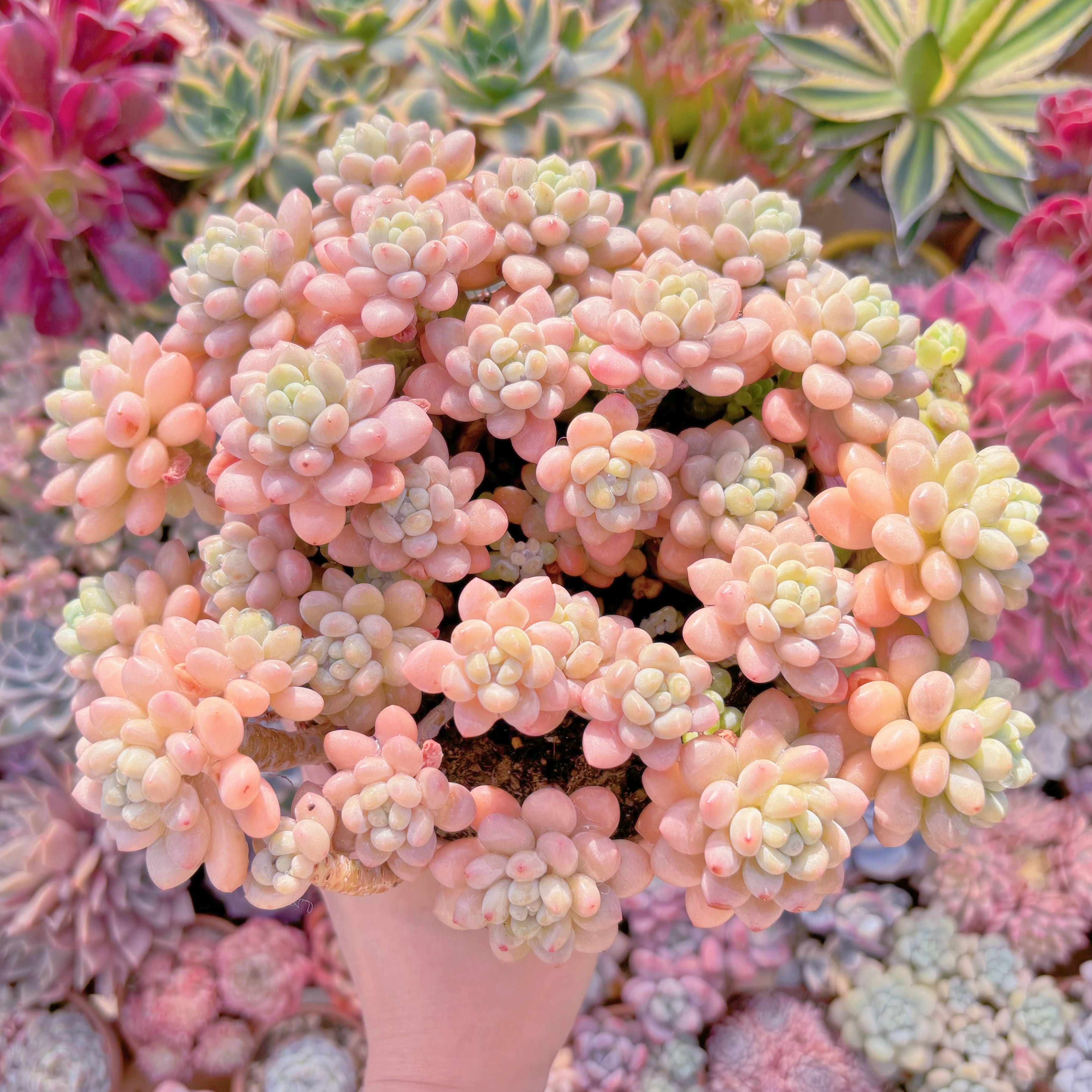 現品　ストロベリーミルク#A32    特特大群生　るる農園