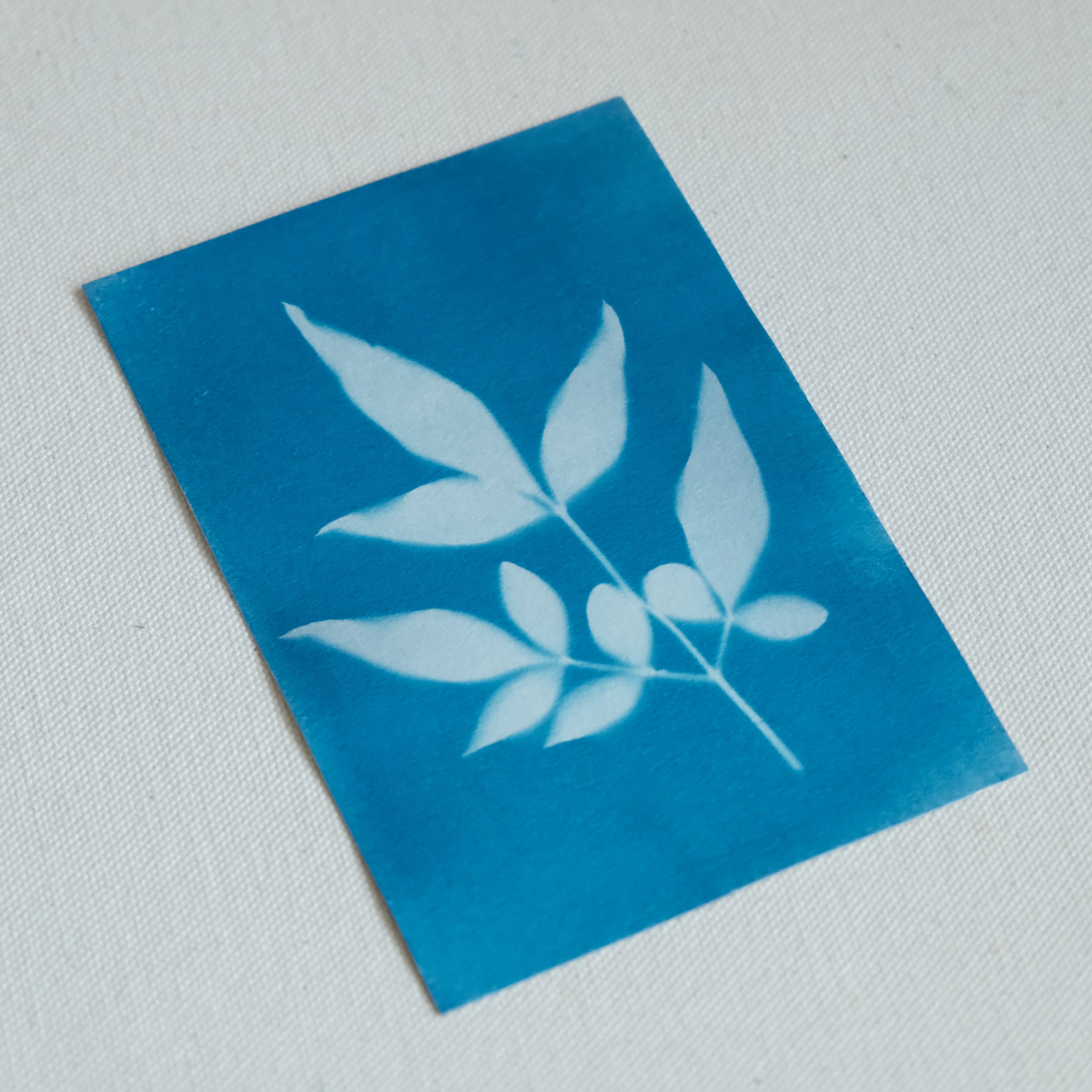 植物の青写真　cyanotype #1