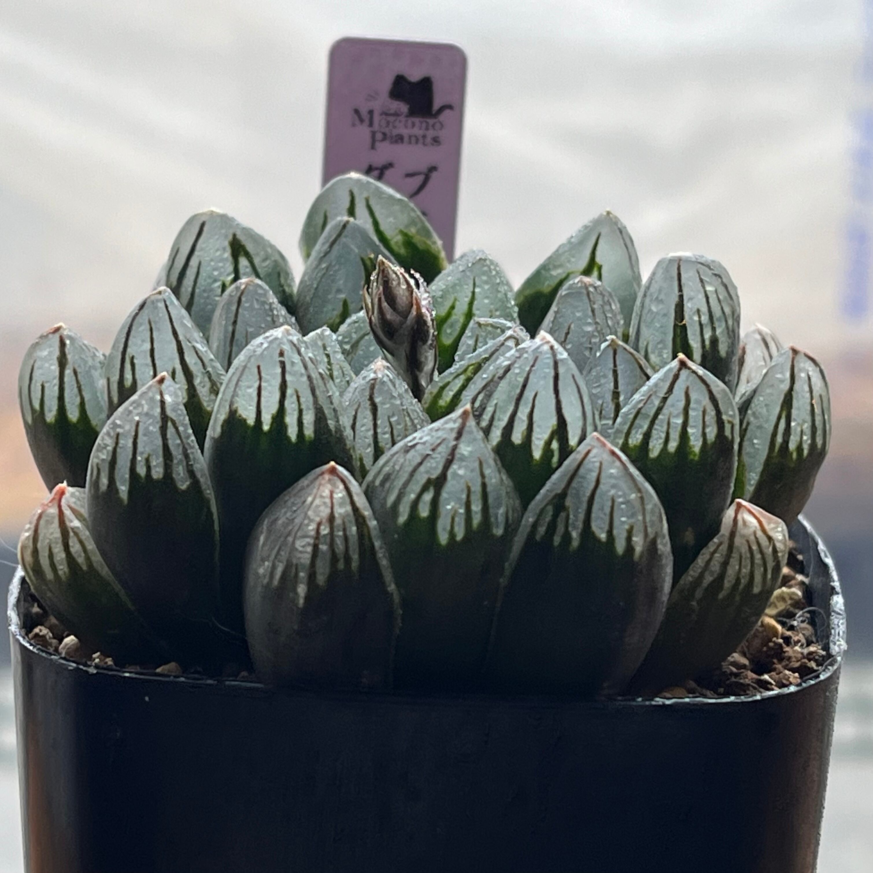 多肉植物 ハオルチア ブラックダイヤモンド×紫特良ピグマエア 大きさ6cm