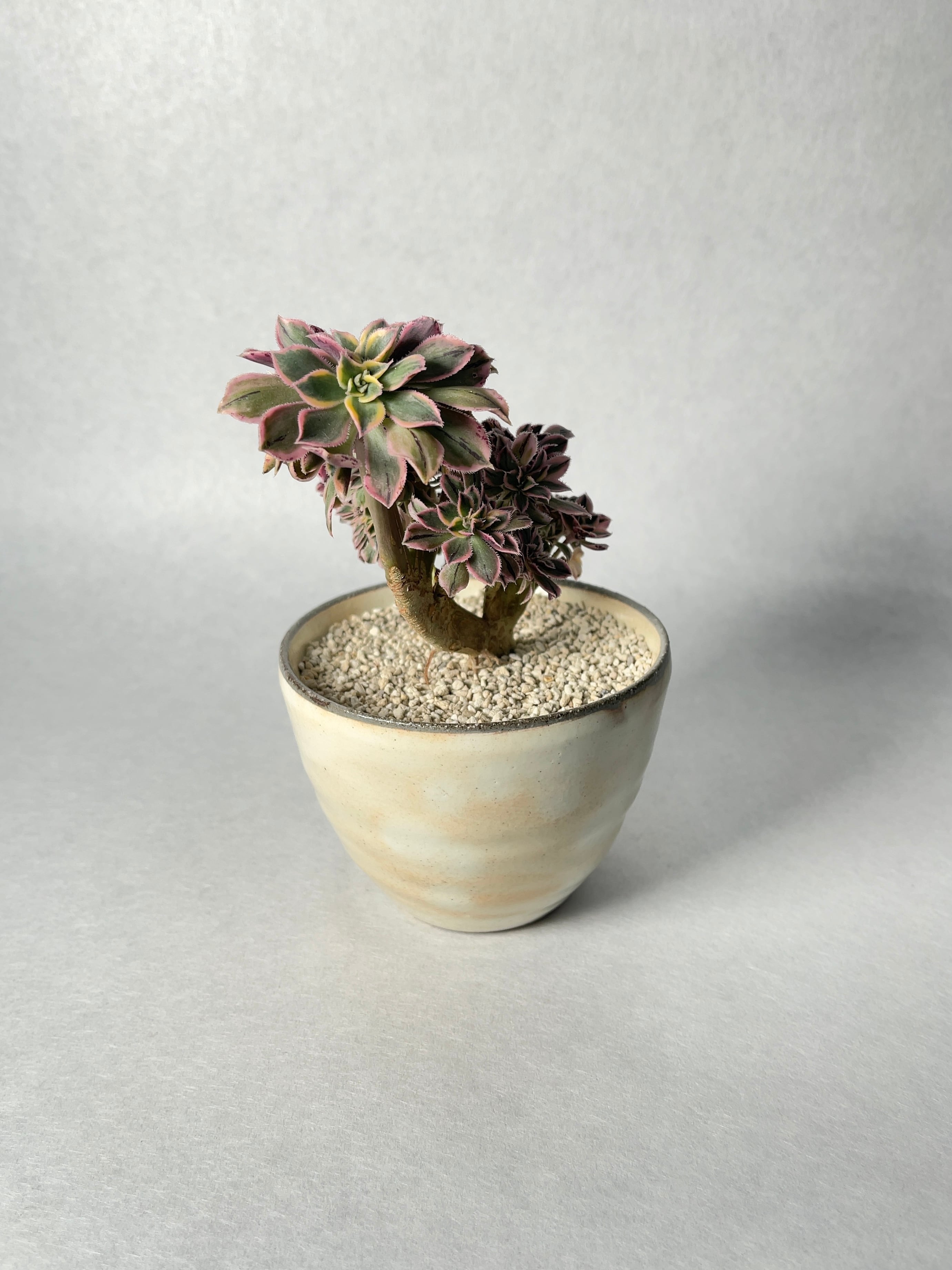 アエオニウム・サンバースト綴化 | trigger