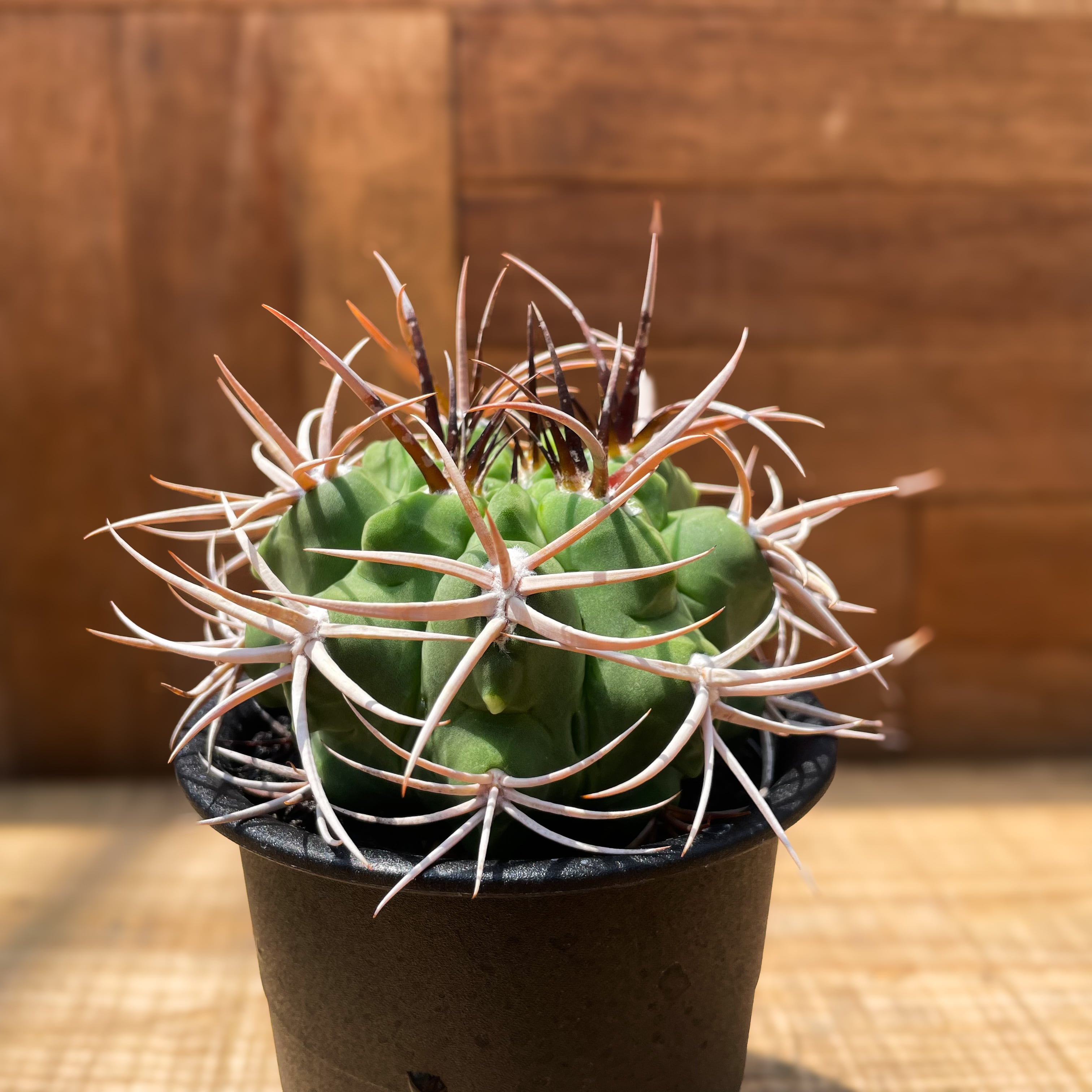 Gymnocalycium hybopleurum v. ferocior【ギムノカリキウム・フェロ 