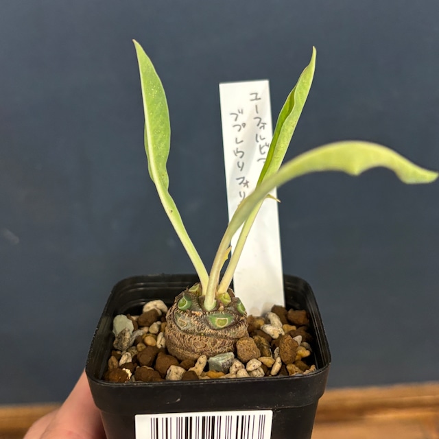 ユーフォルビア　鉄甲丸(ブプレウリフォリア)【578】