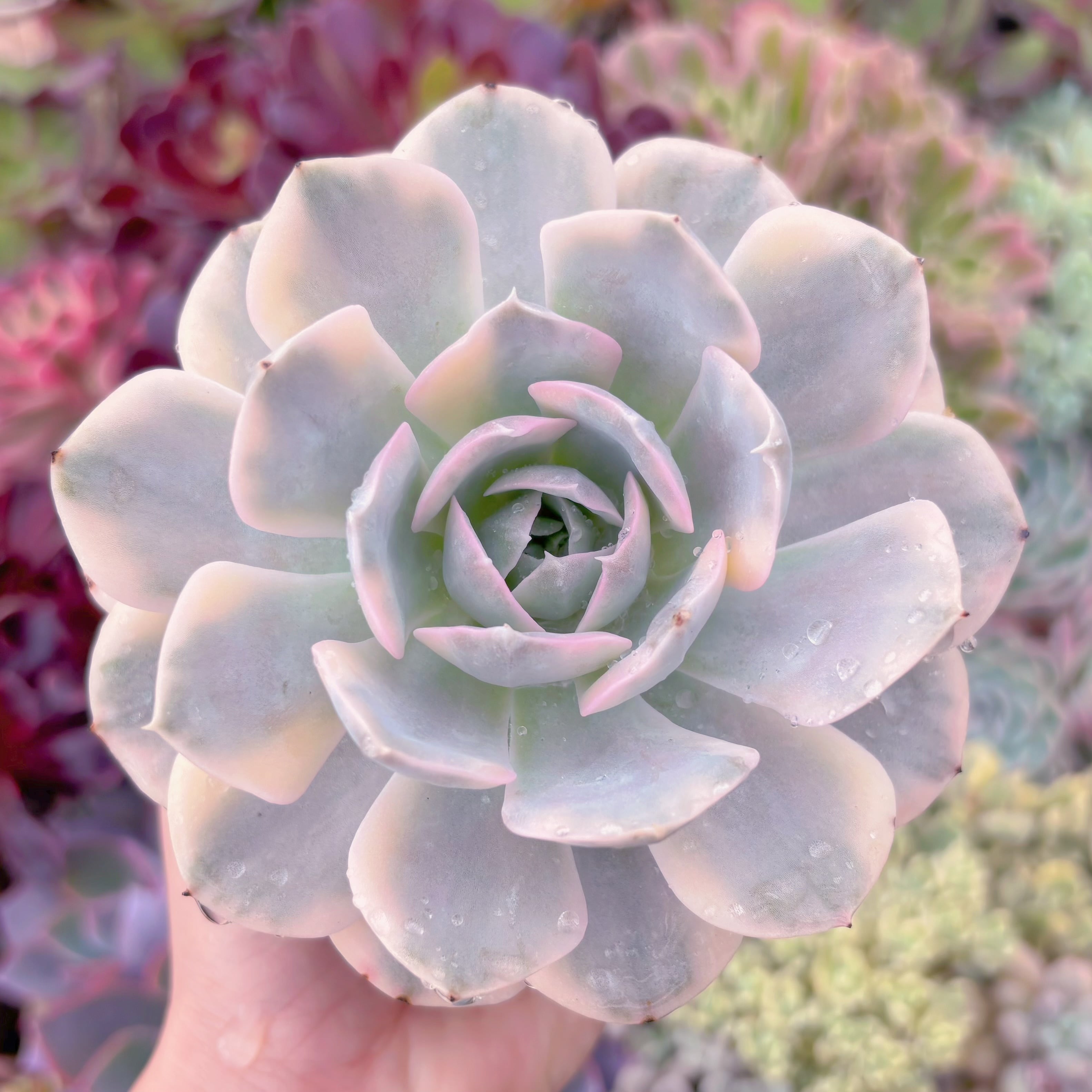 現品　ルヨンニ錦#E09　るる農園