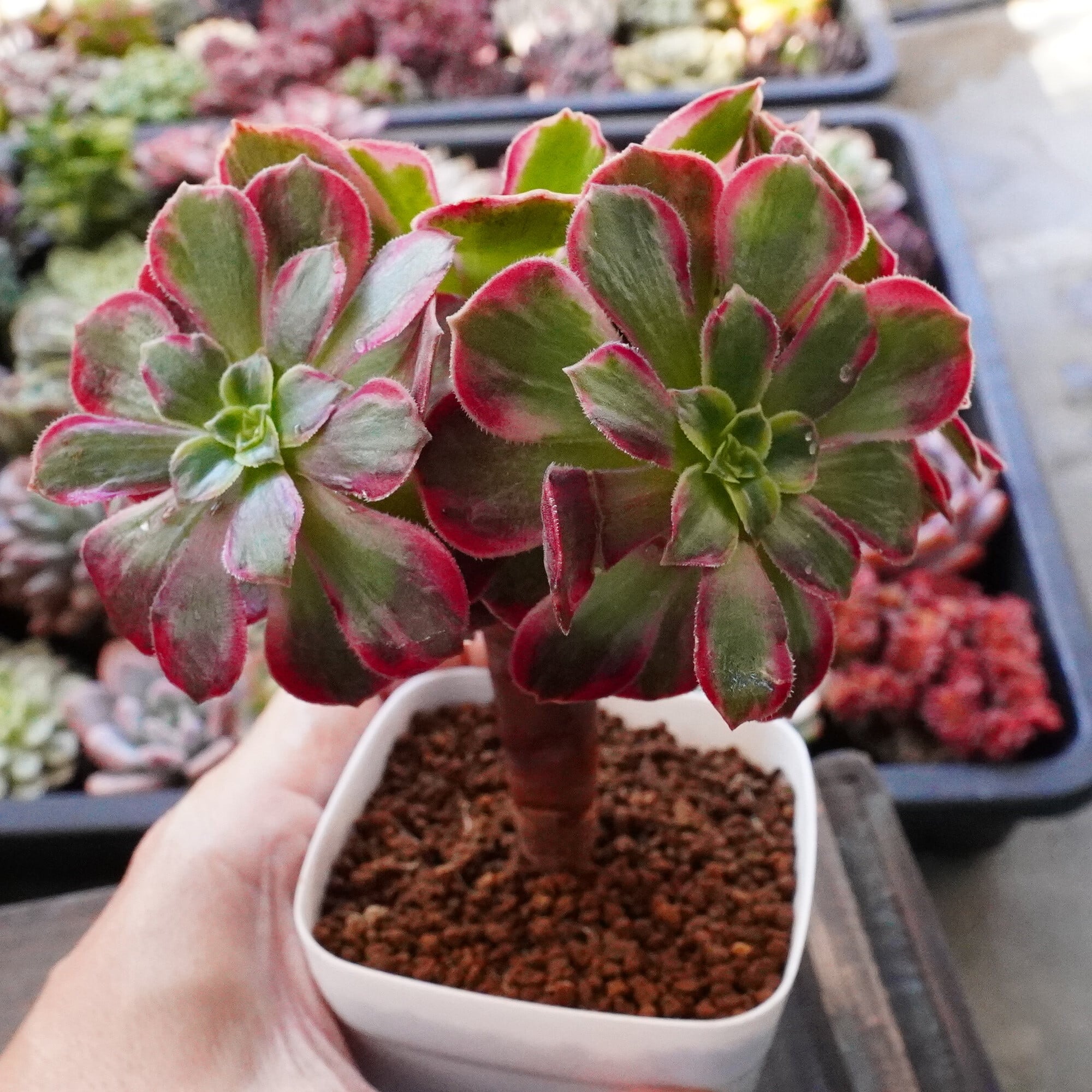 新入荷 超可愛い レア 多肉植物 ドロサンテマム キラキラ 瑠璃 抜き苗