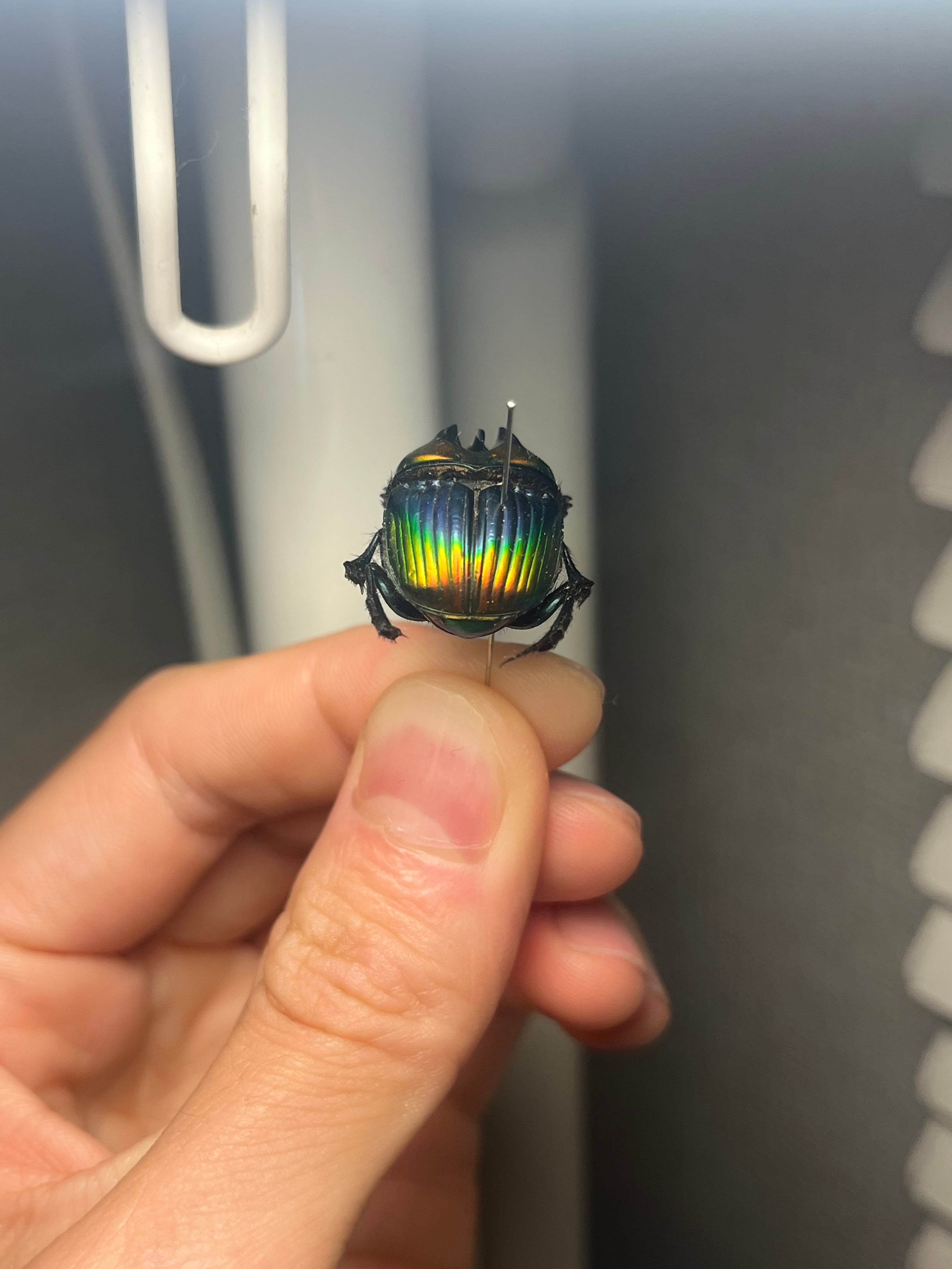 23mm♂】テイオウニジダイコクコガネフンチュウ糞虫昆虫標本甲虫