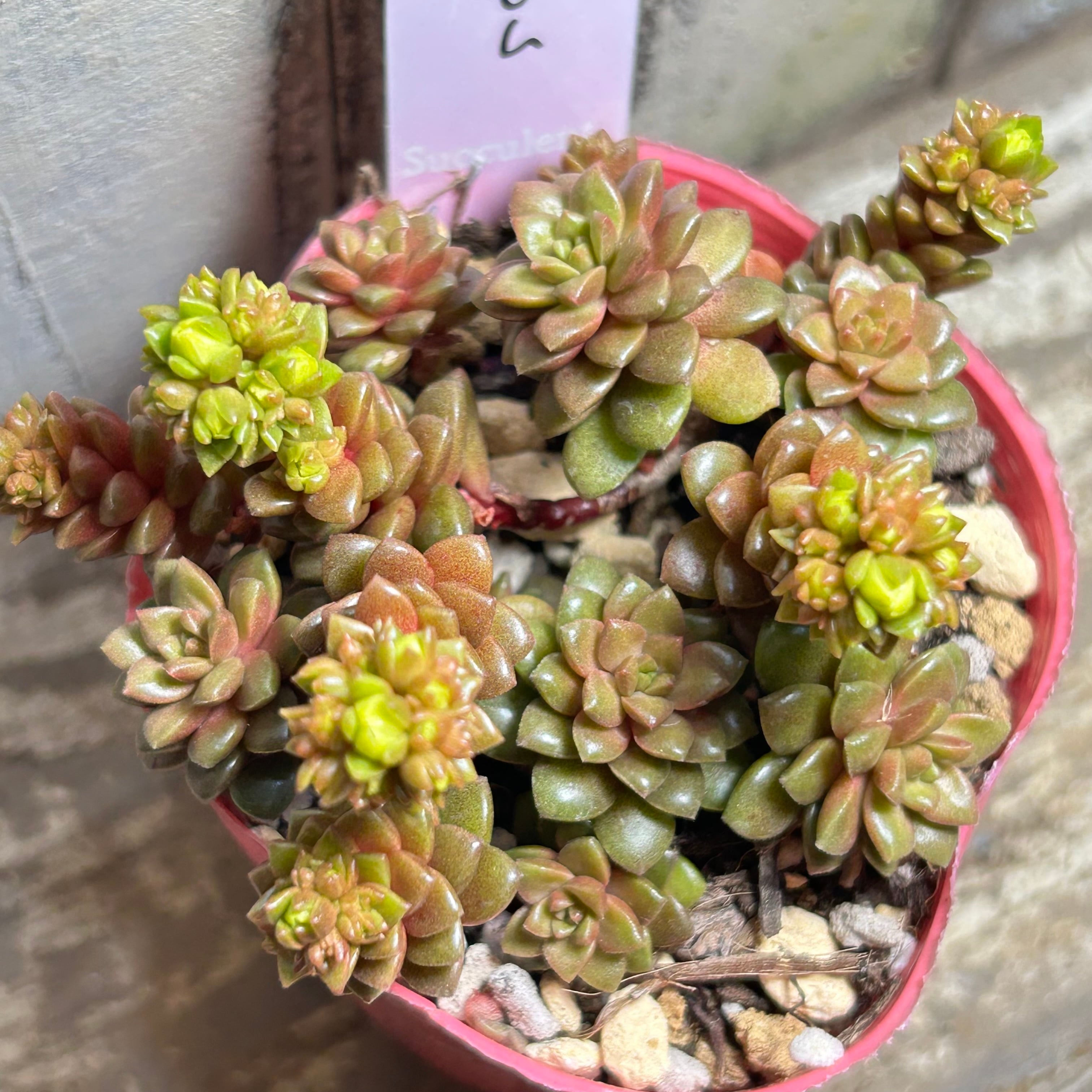 キャンディーグレープ | RuPo 多肉植物専門店