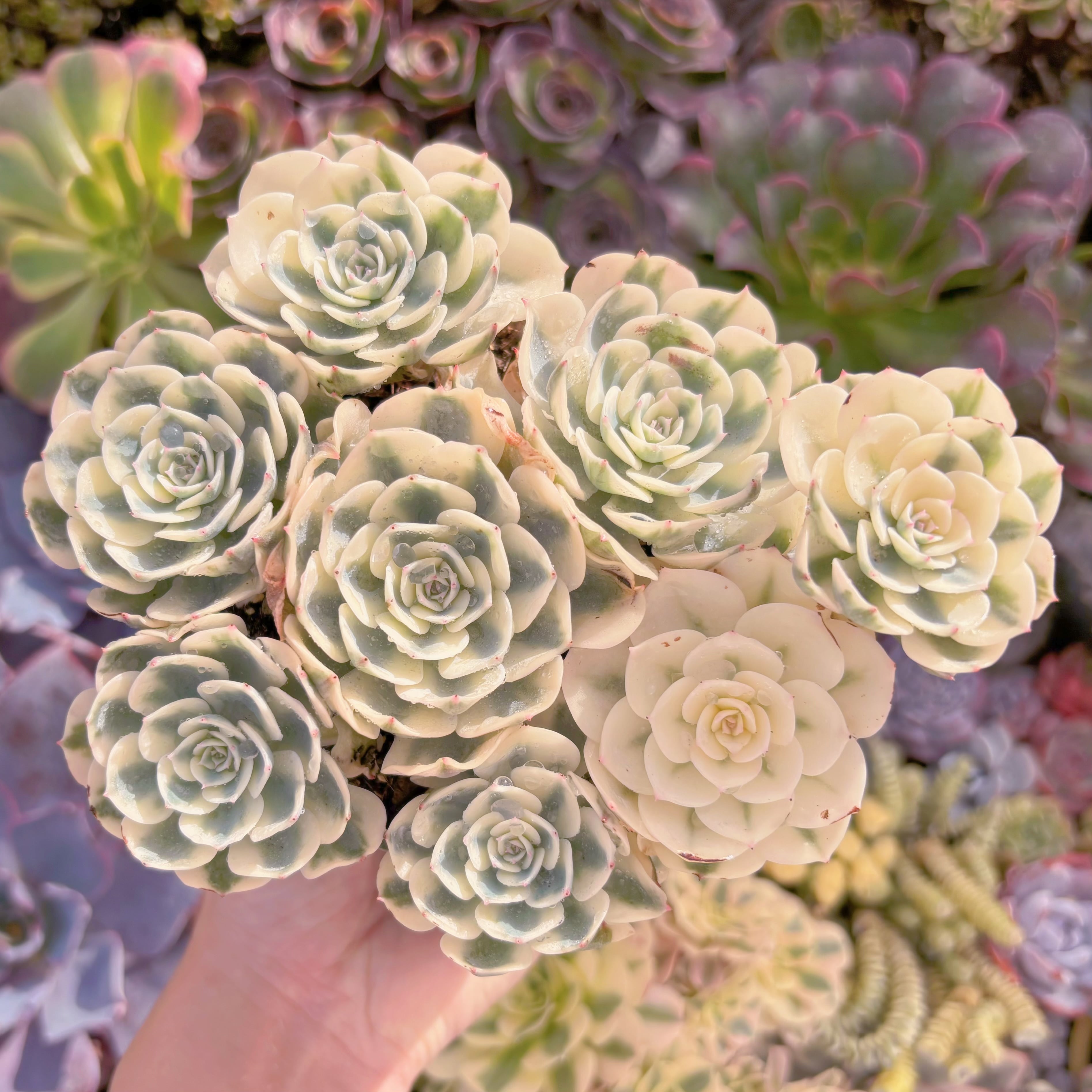 現品　ルノーディーン錦 #F060　大群生　美苗　在庫僅少　新入荷　るる農園