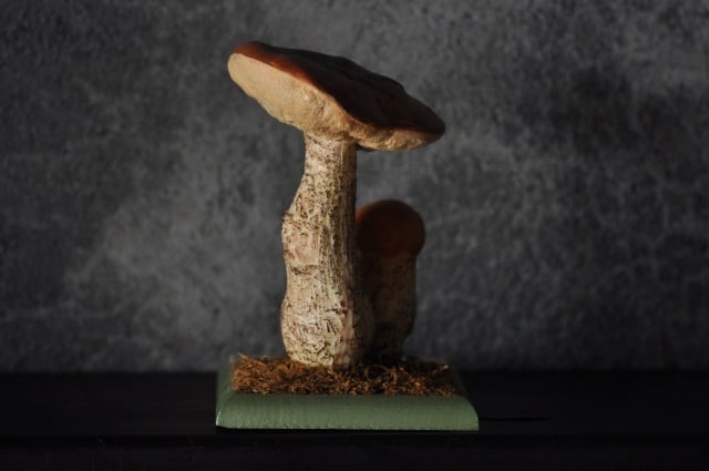 キノコ標本模型（Rotkappe,Rothautröhrling)