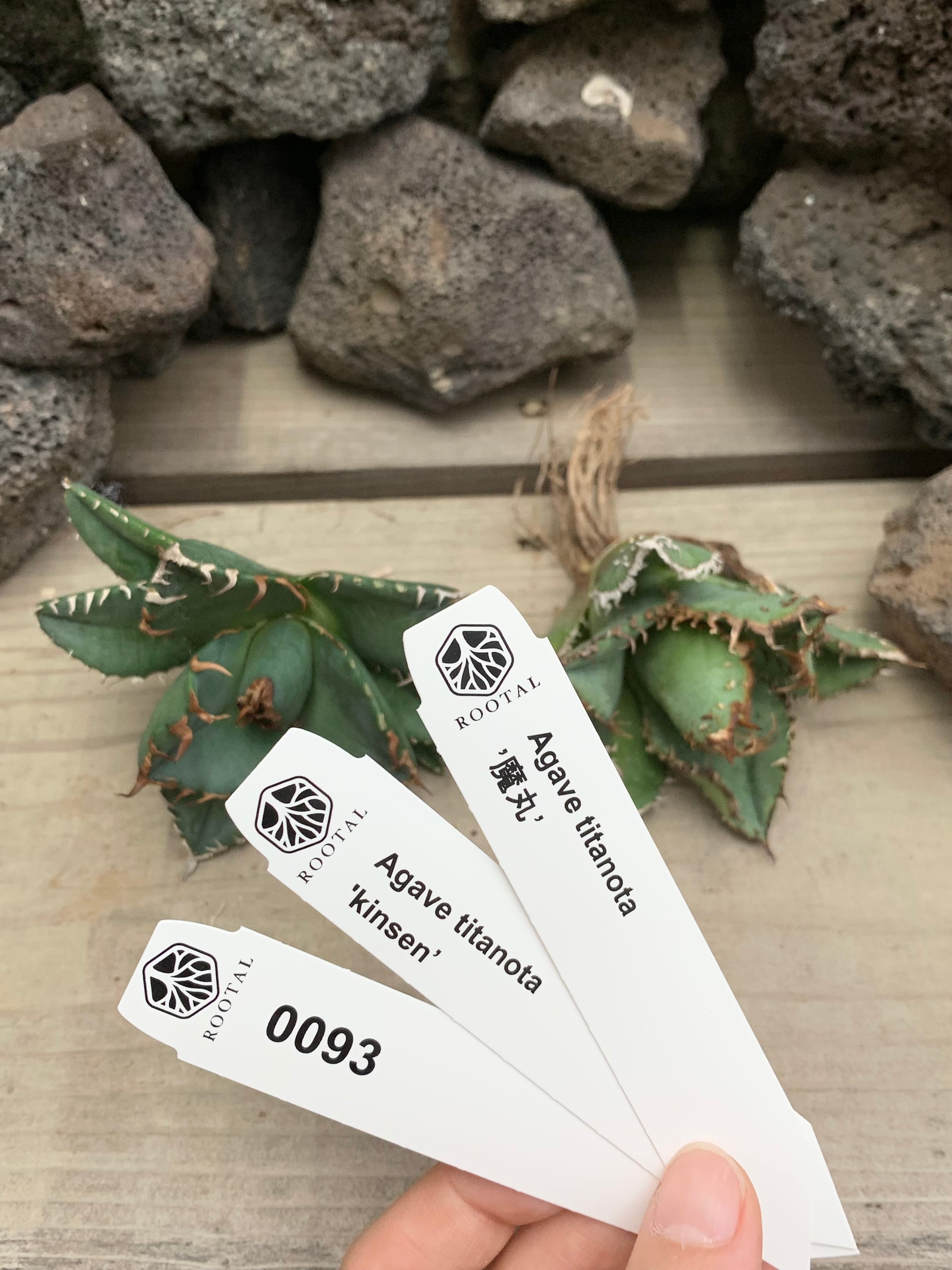 ★0093 アガベ 魔丸・金蟾(キンセン)(ベアルート)2点セット