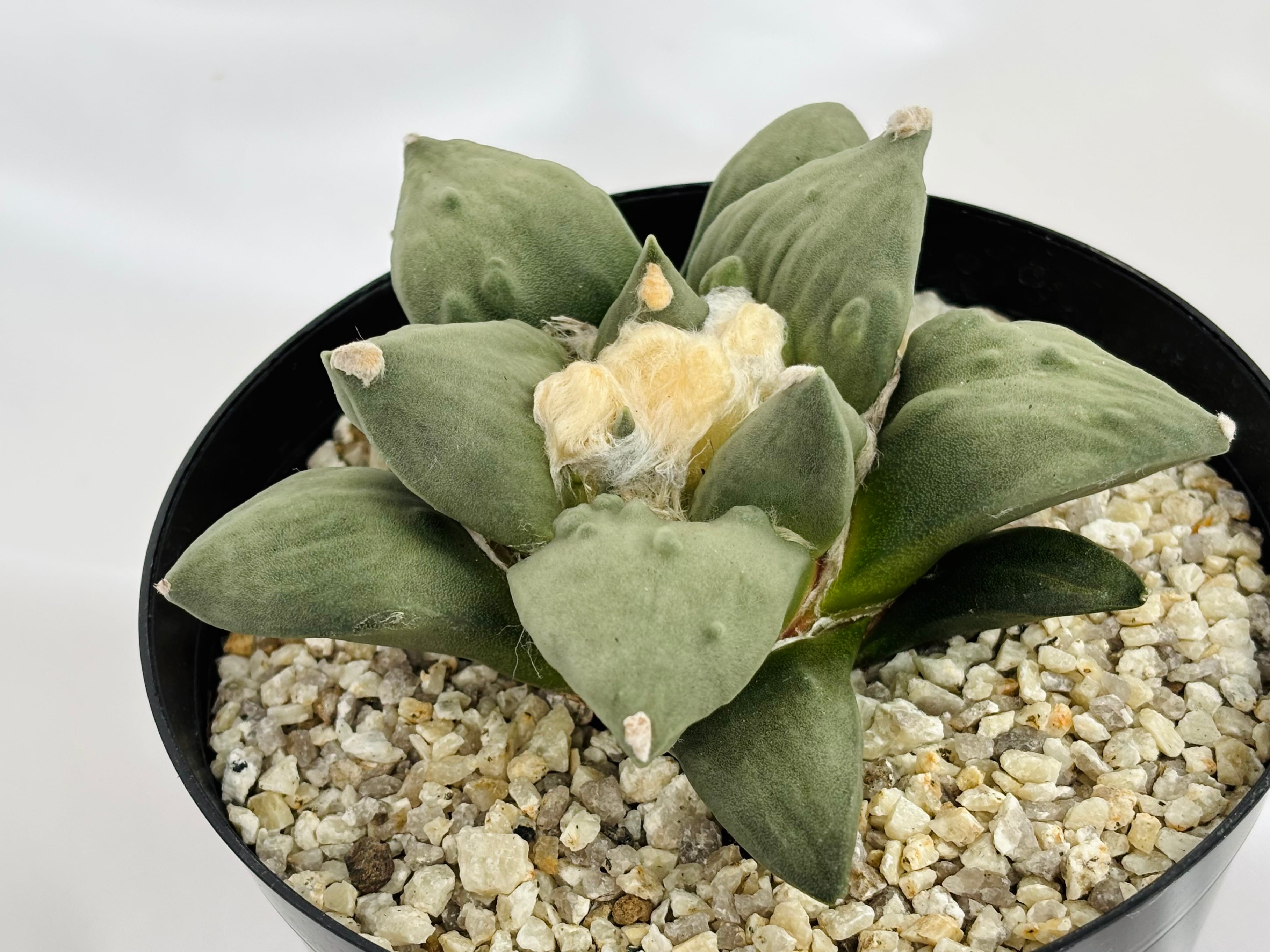 Ariocarpus Cauliflowermonst. アリオカルプス 花牡丹モンスト