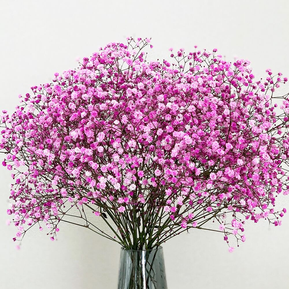 かすみ草 ブーケ 染めピンク よいはな Yoihana 最高品質のお花をお届けするネット通販
