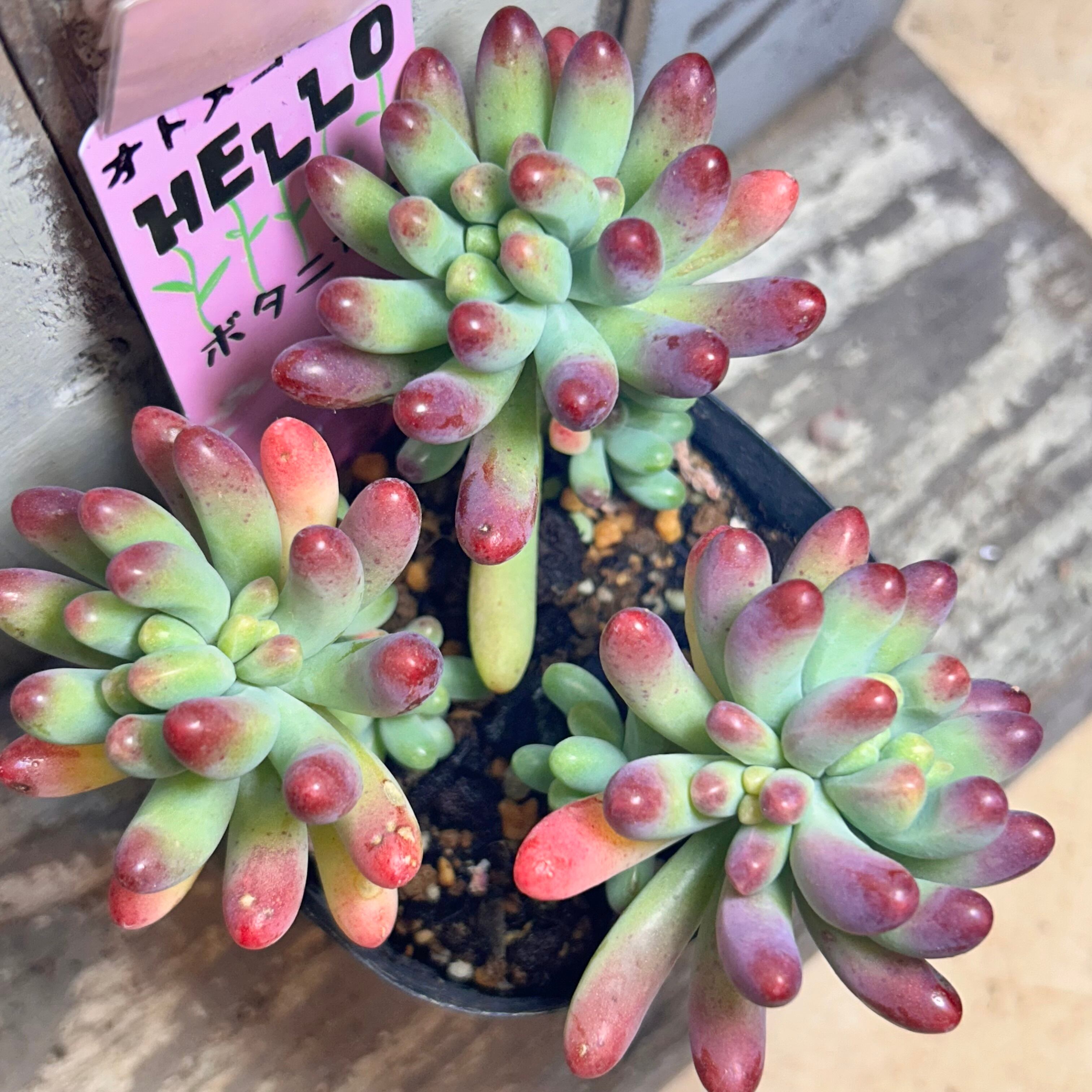 多肉植物 | RuPo 多肉植物専門店