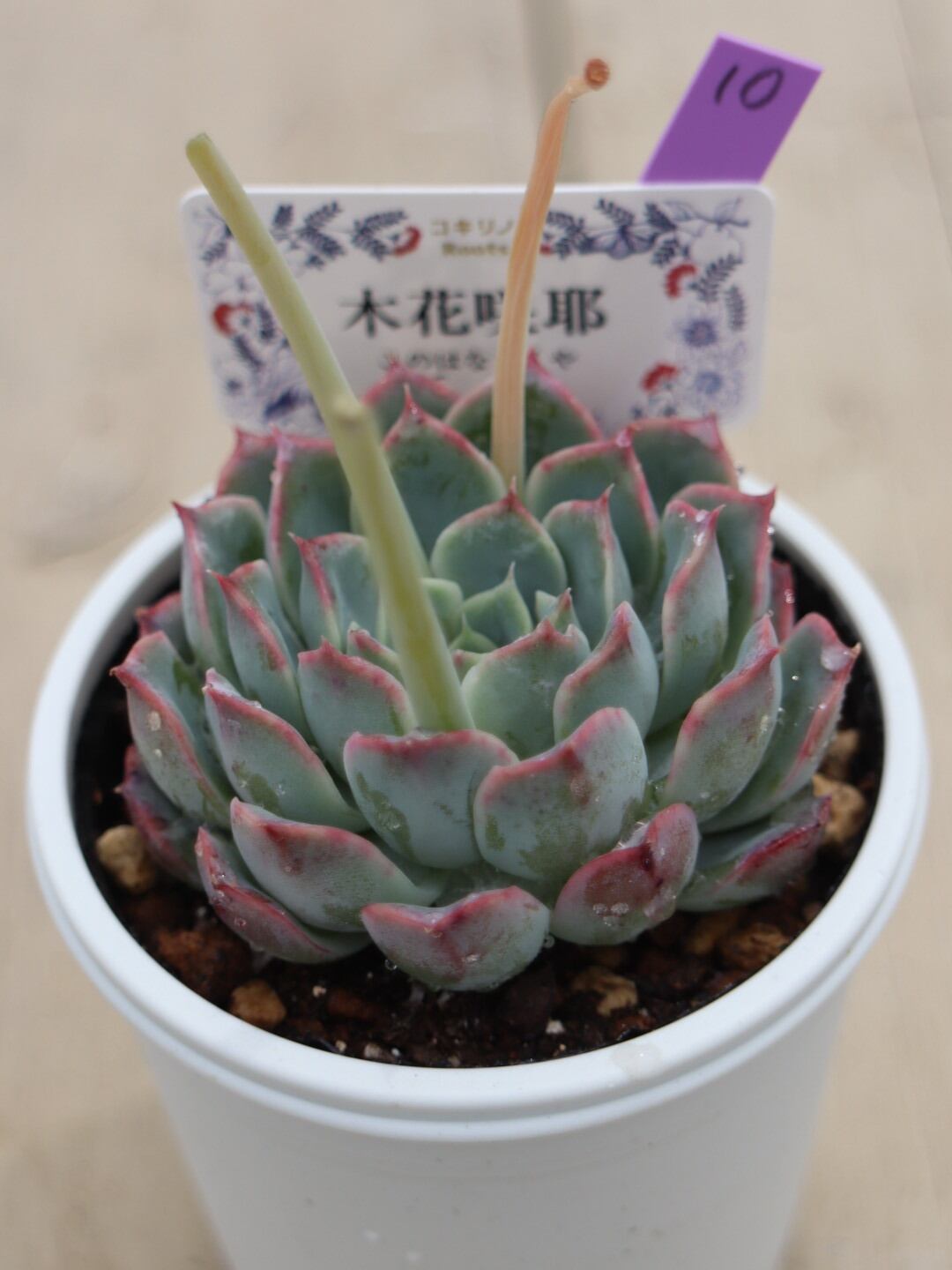 10 木花咲耶(このはなさくや)