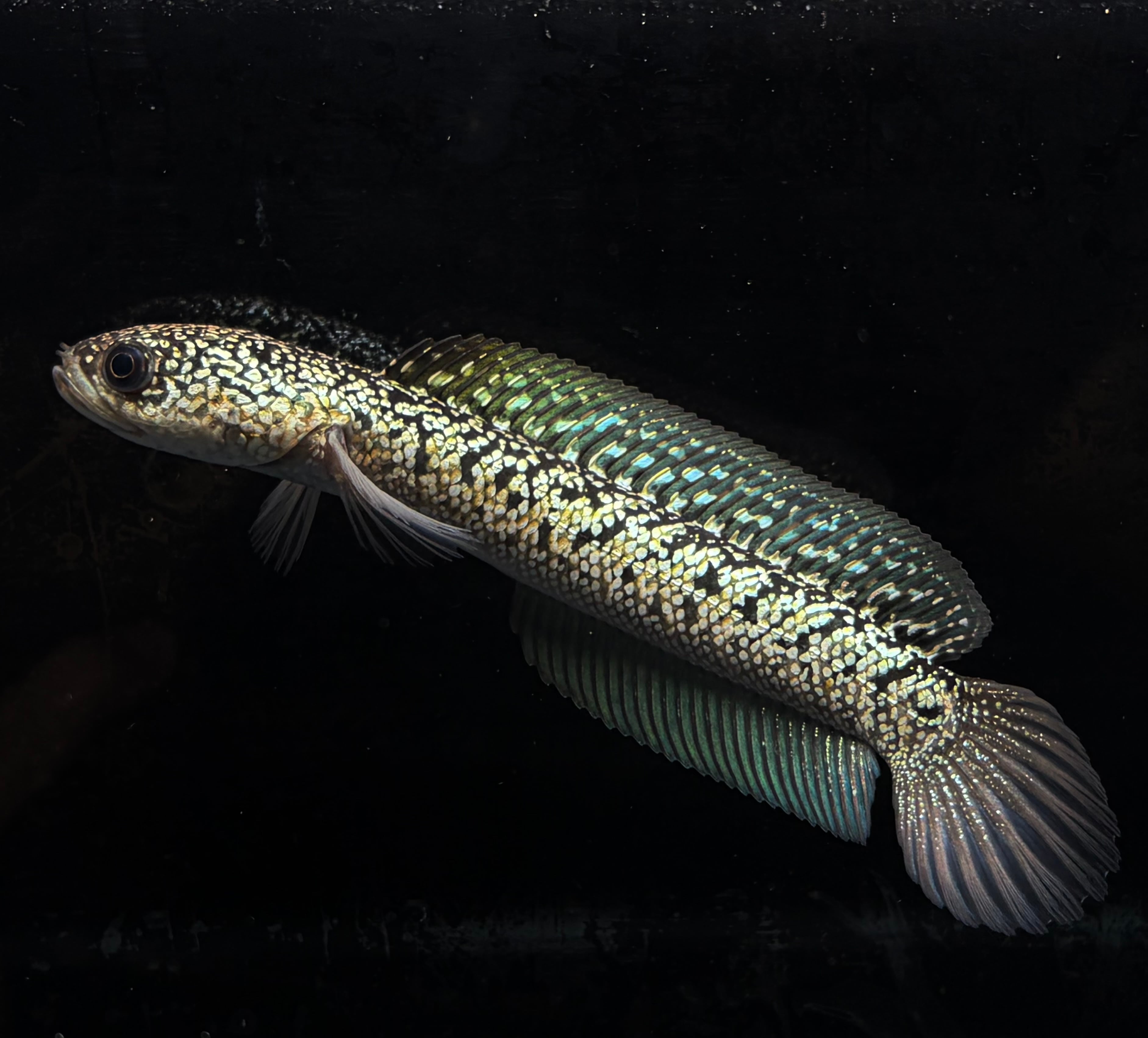 金天目 (金雷龍) Gold tenmoku コウタイ ゴールドテンモク No2