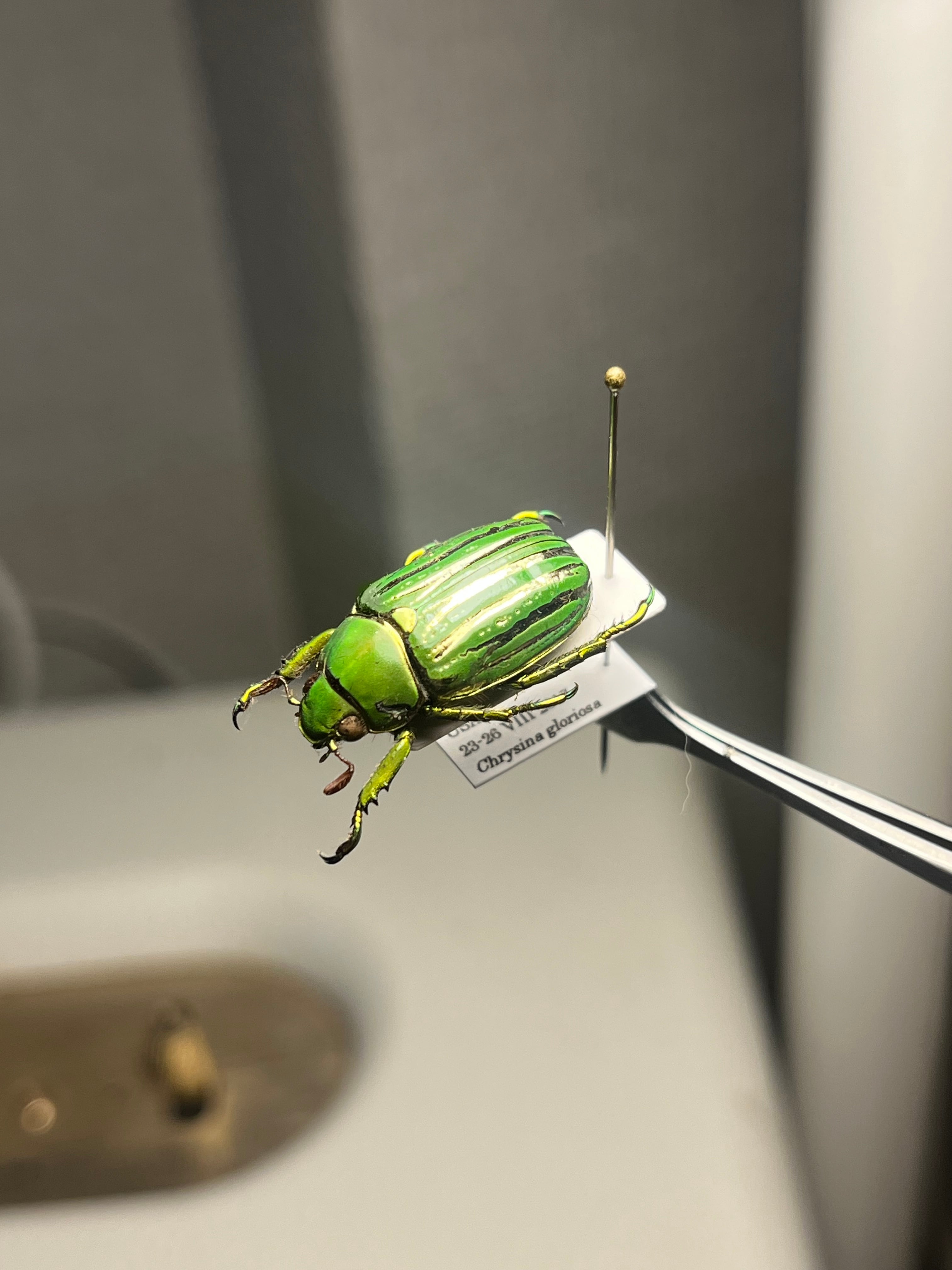 白金鶯黄金】キンセスジウグイスコガネ グロリオーサウグイスコガネ