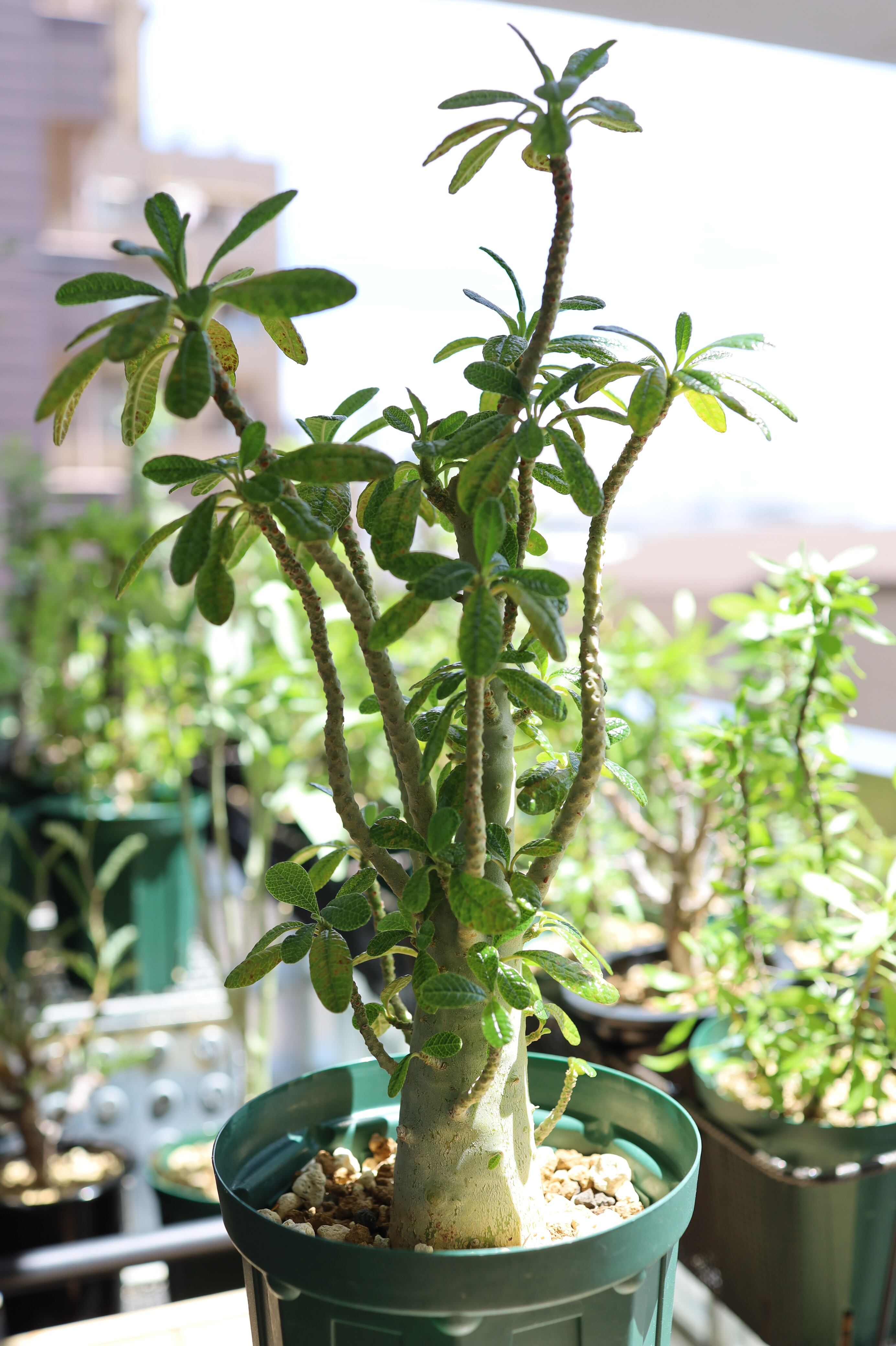 ドルステニア ギガス | Dorstenia gigas | SAVVY PLANTS