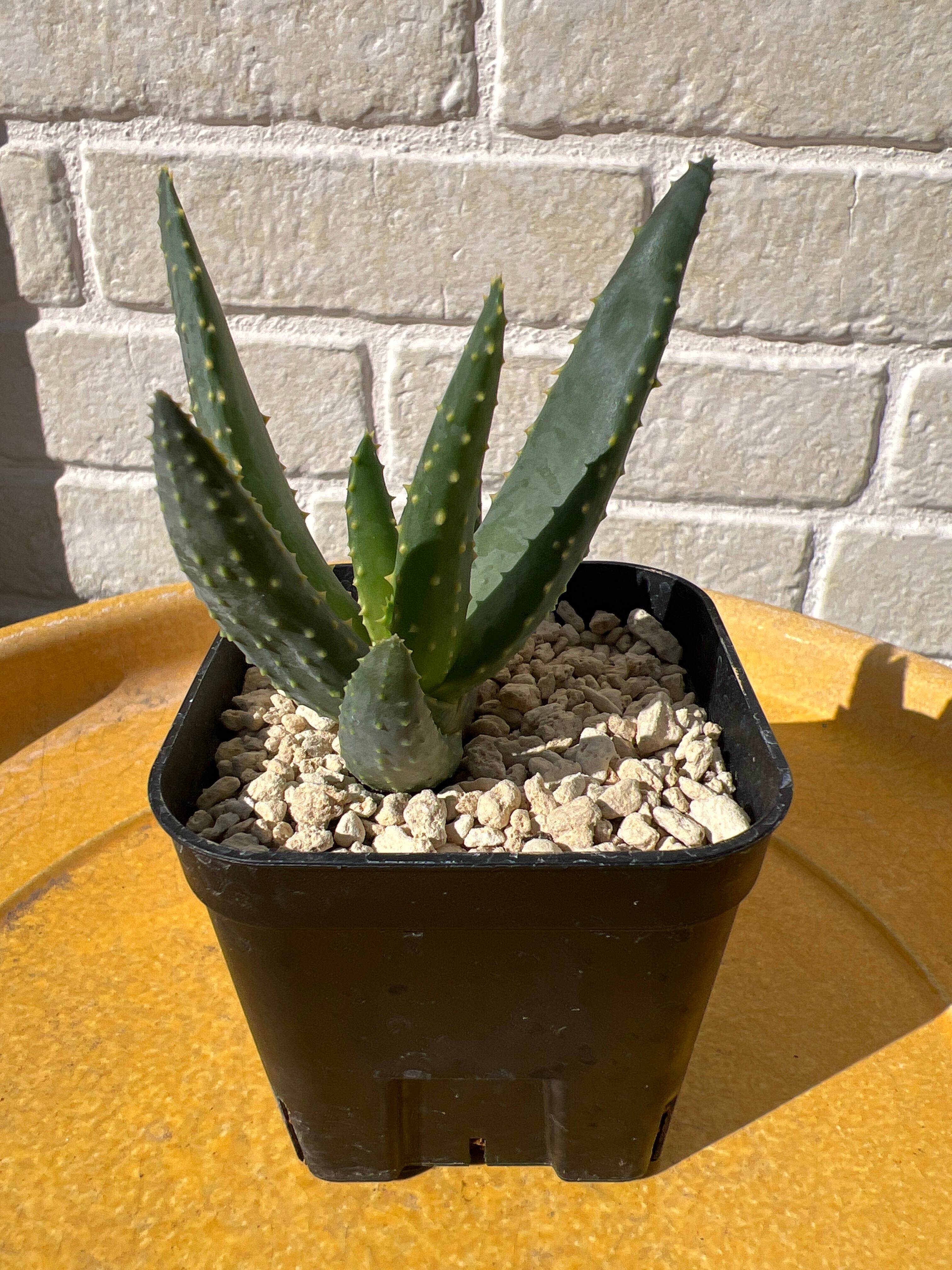 Aloe dichotoma 'Namakwa' Quiver Tree No.2 【ｱﾛｴ・ﾃﾞｨｺﾄﾏ・ﾅﾏｸﾜ実生