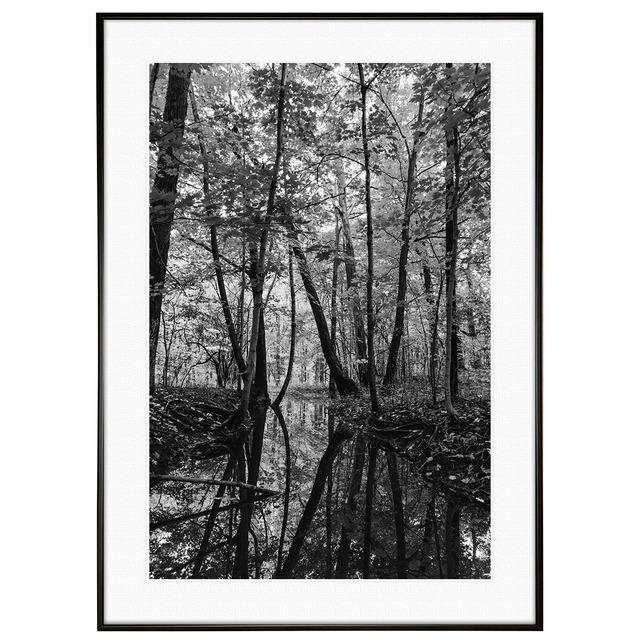 秋写真 紅葉の森 インテリア モノクロ(モノトーン)アートフォトポスター額装 AS0768