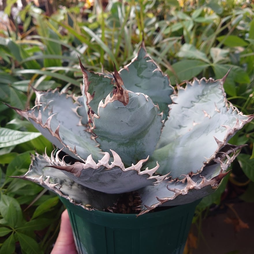 アガベ チタノタ ライオンズメーン メイン Agave titanota Lion's Mane ...