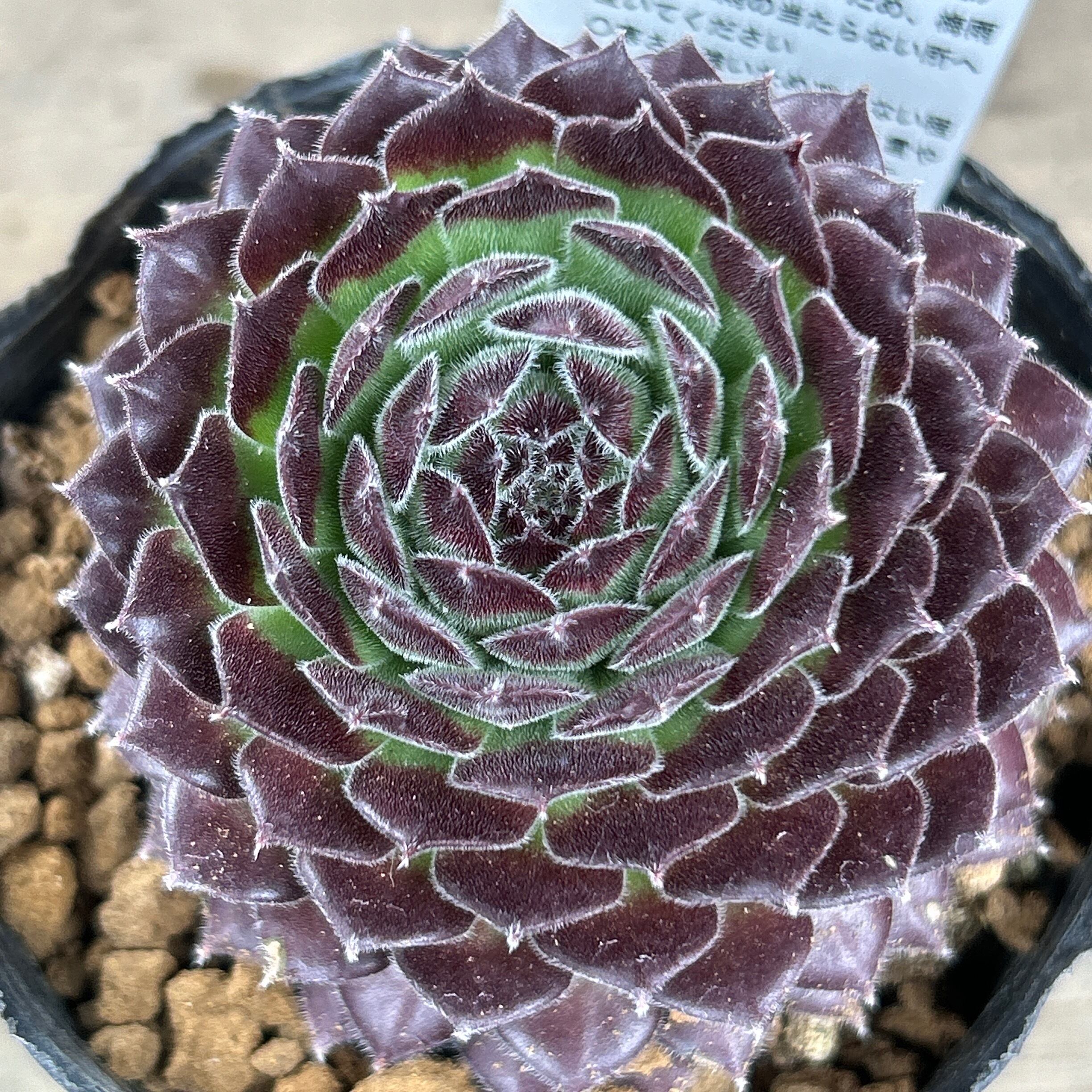 ブルーベリーアイス センペルビューム | RuPo 多肉植物専門店