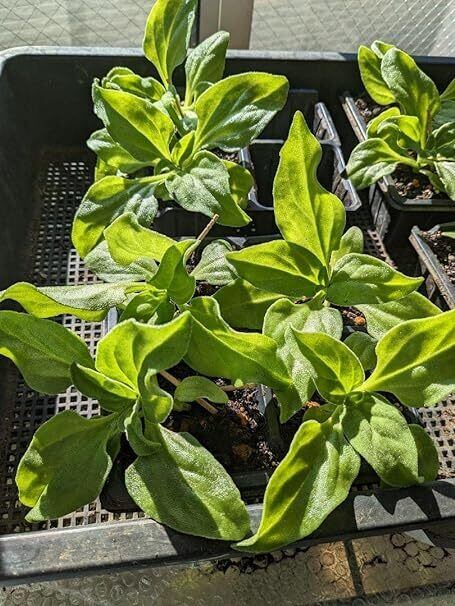 アイスプラント 苗(大) 6株 宅急便発送