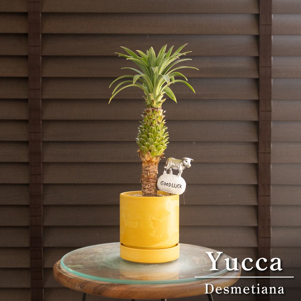ユッカ デスメティアーナ Yucca Desmetiana ヤシ 幹立ち 3号 樹脂鉢 0913YL
