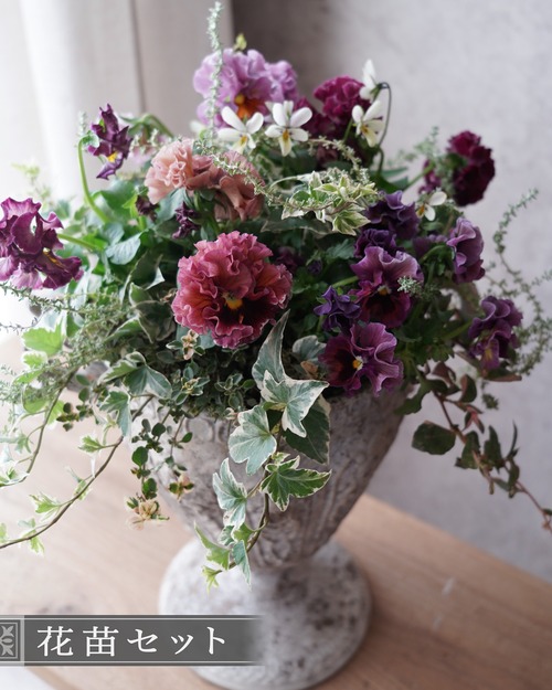 【花苗セット】 えんじ〜紫色のフリルパンジーがメインの寄せ植え苗セット