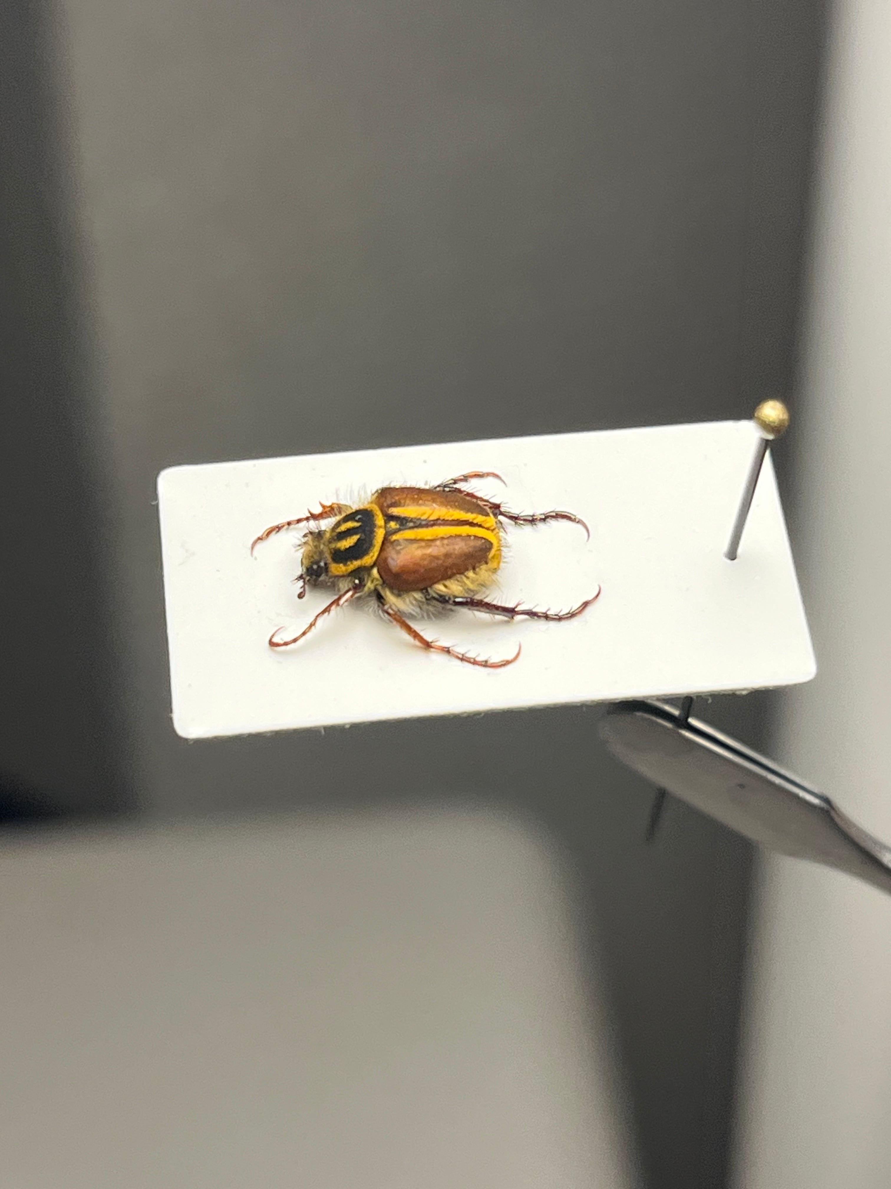 9mm】完成されたデザインの南アフリカのアシナガコガネ 標本 プラチナ