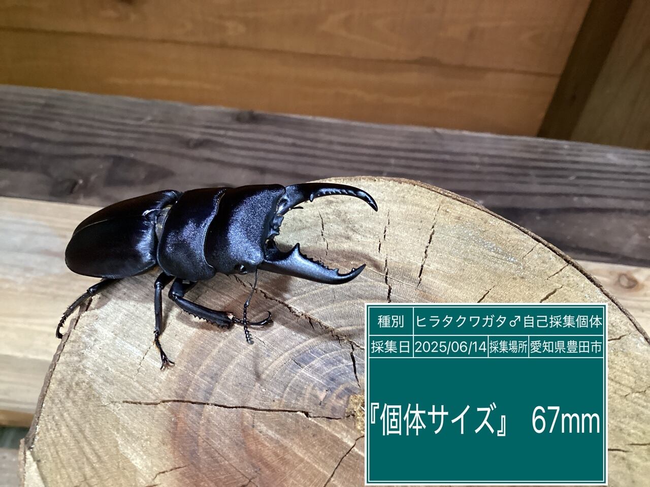 本土ヒラタクワガタ愛知県産ペア NO29 ♂67mm ♀36.5mm | 国産クワガタ