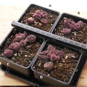 抜き苗 アドロミスクス ヘレイ Adromischus marianiae var.herrei