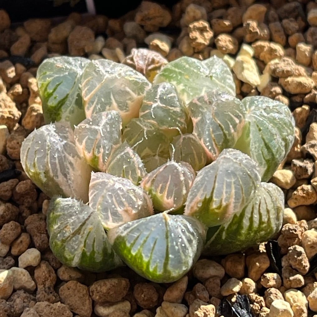 ハオルチア オブツーサ錦 竜珠 糊斑 ハオルチア オブツーサ錦 竜珠 糊斑 | mocono_plants