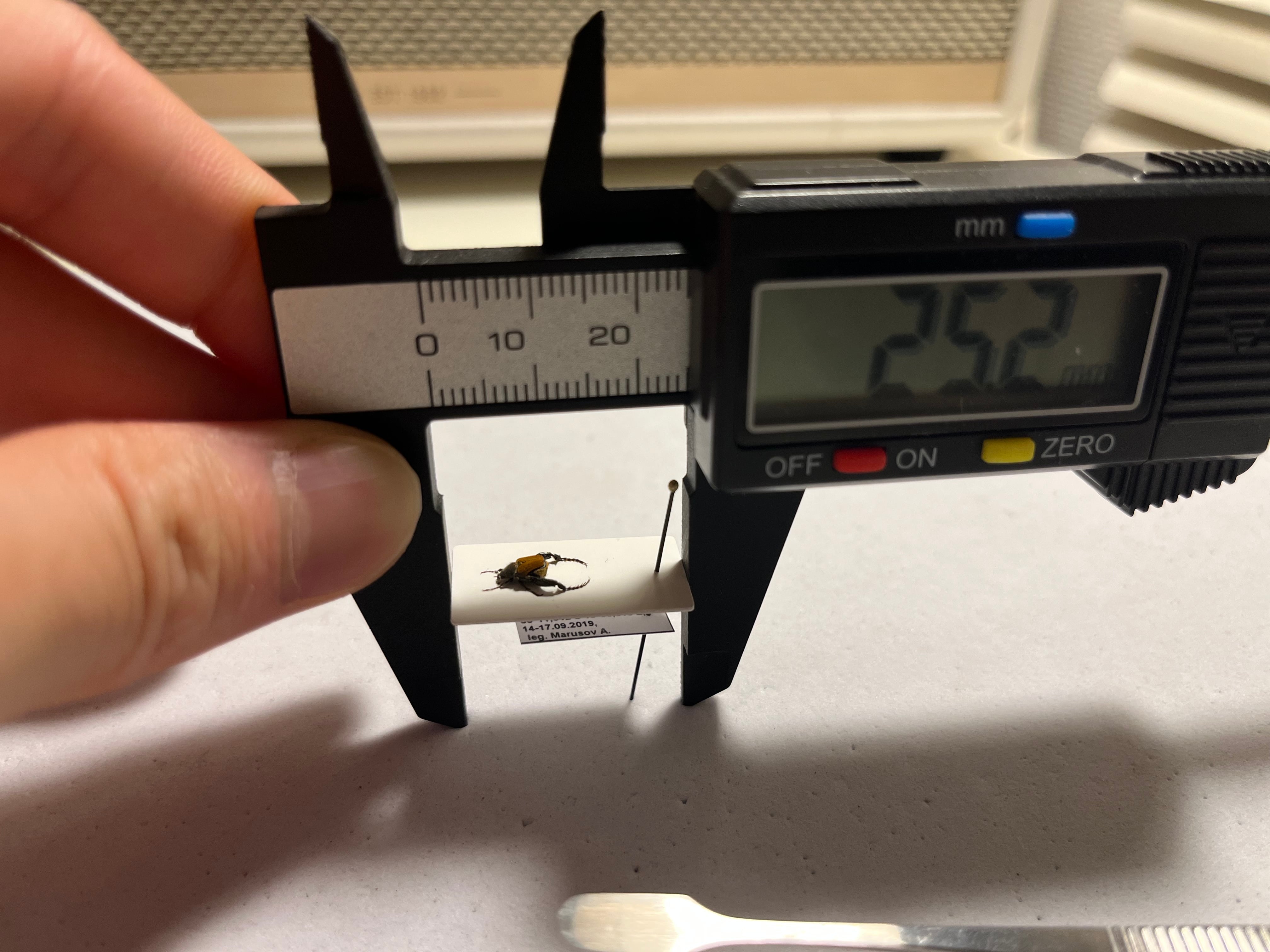 4mm】山吹色の体色が美しい南アフリカのアシナガコガネ 標本 プラチナ