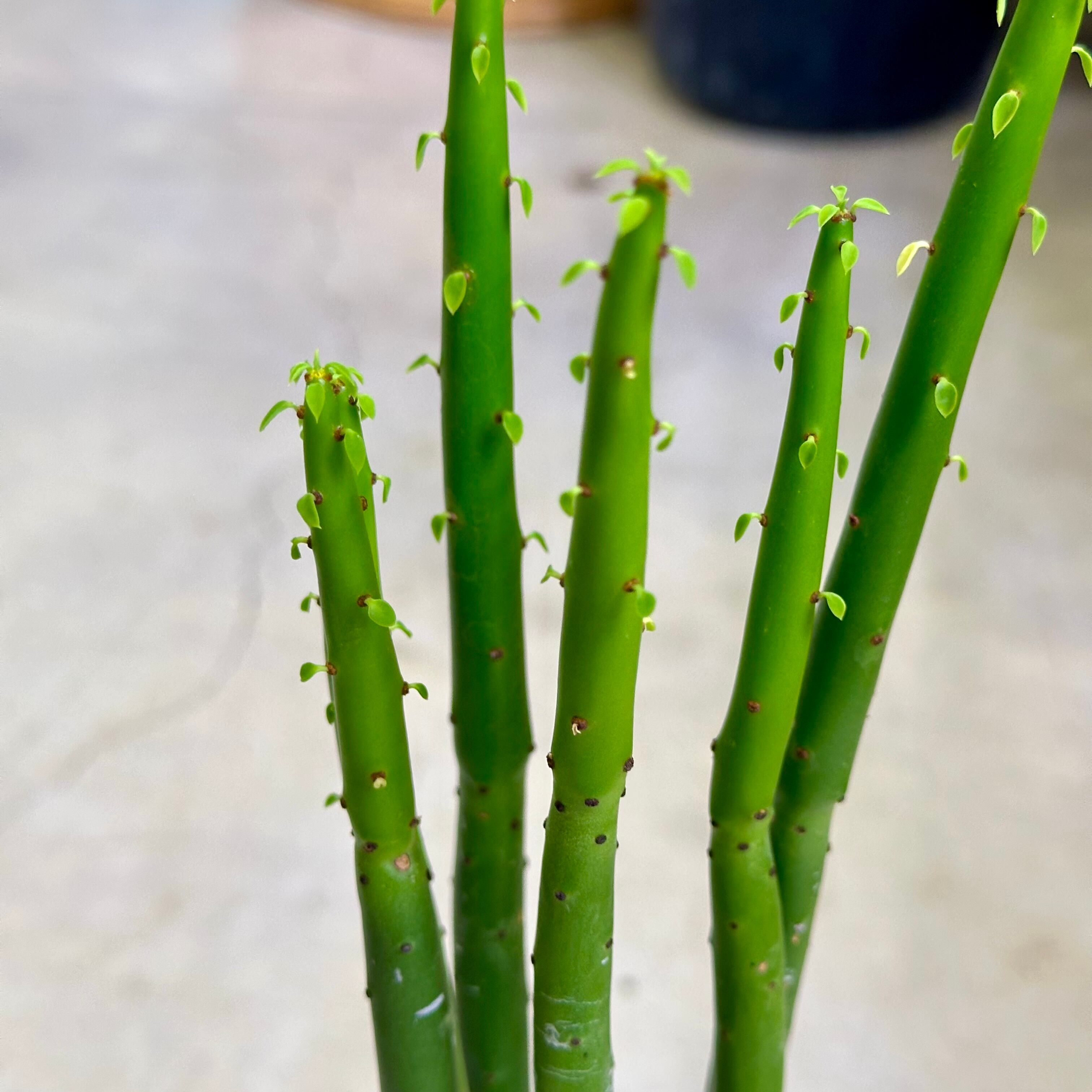ユーフォルビア・オンコクラータ | barrelplants_BONSAI