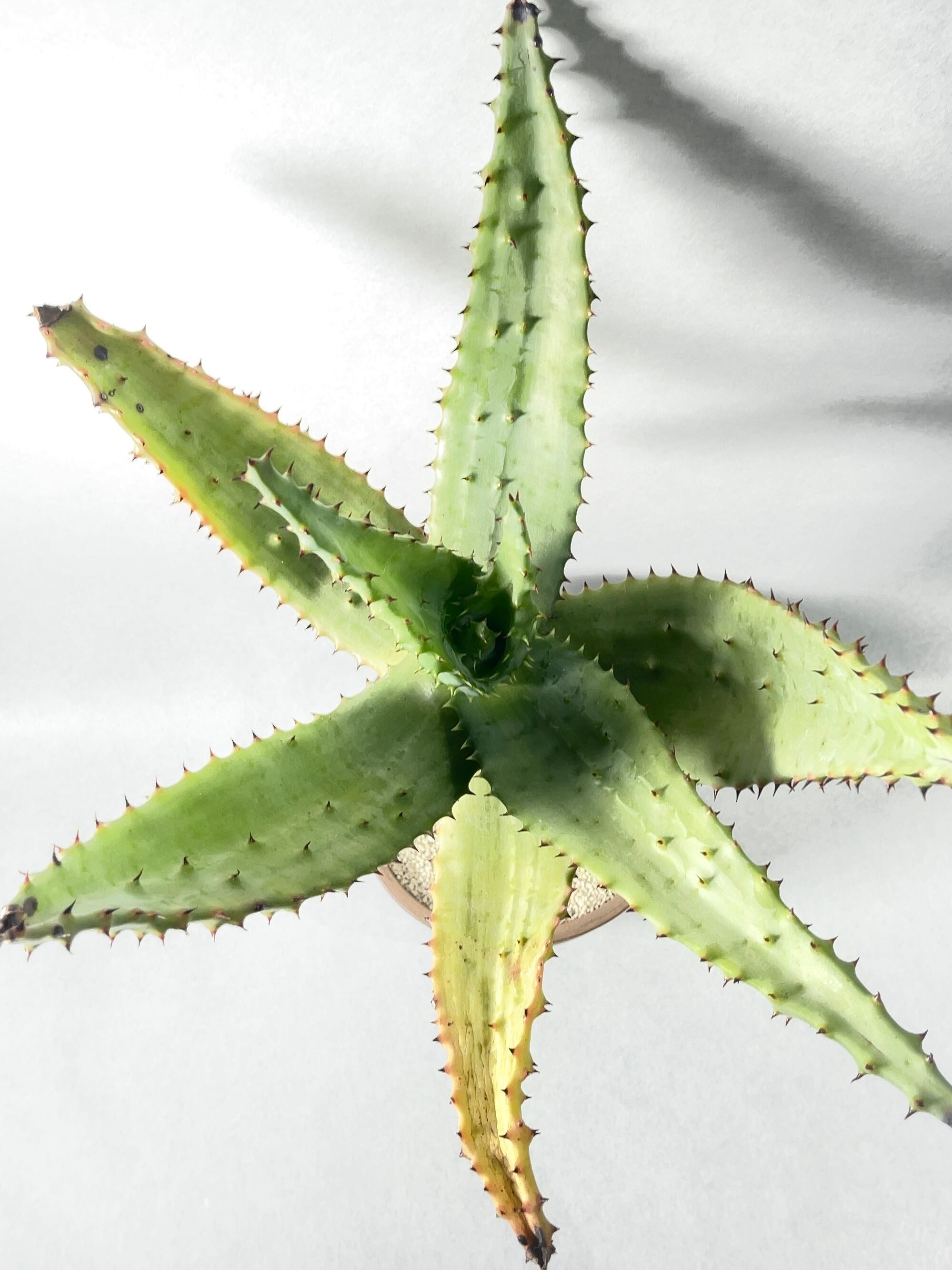 アロエ・マルロシー | trigger