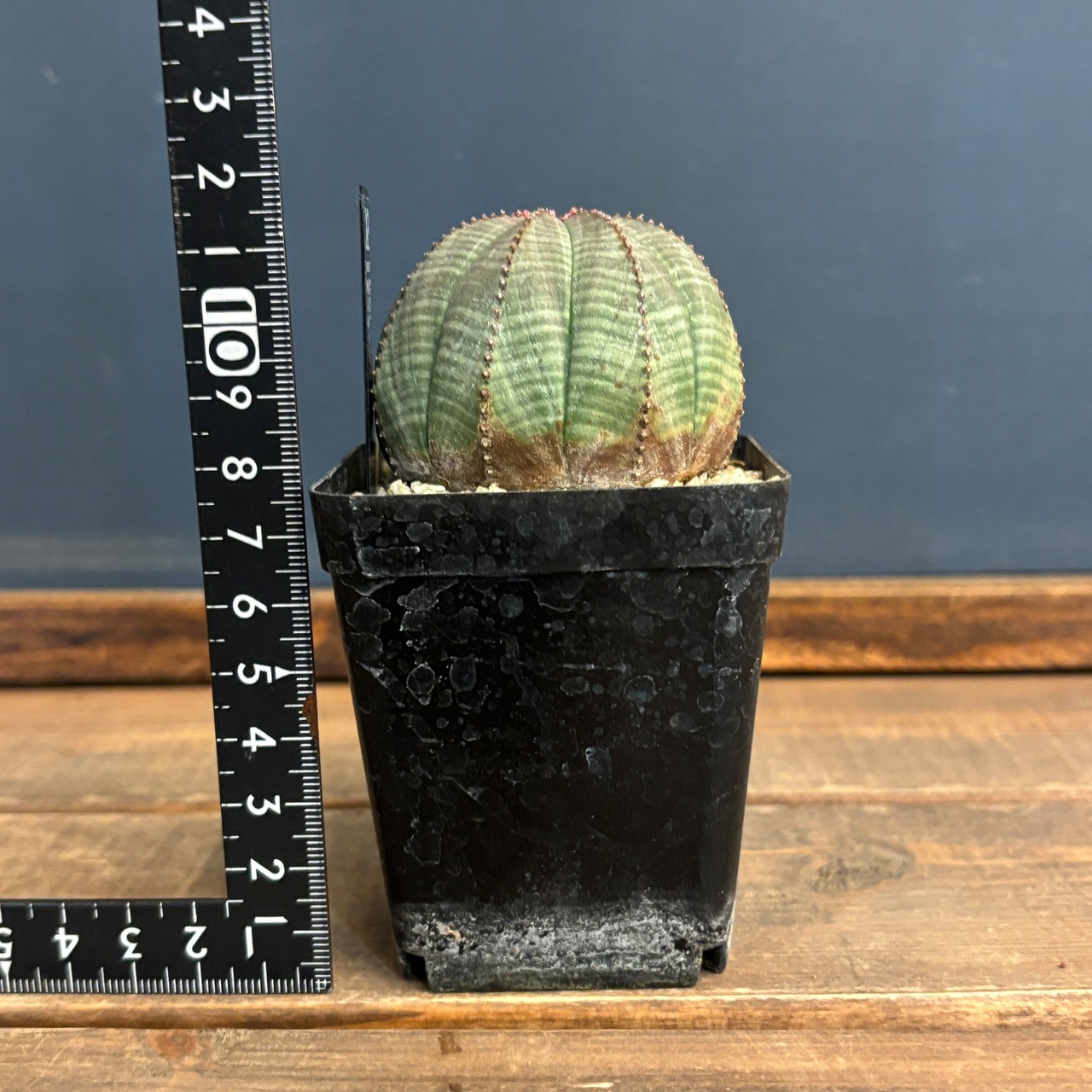 ユーフォルビア オベサ【314】